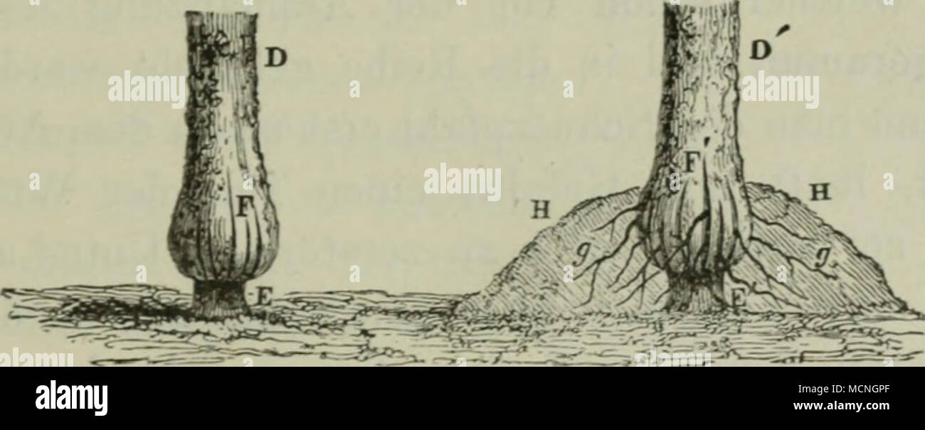  mir hebe chan clit all 