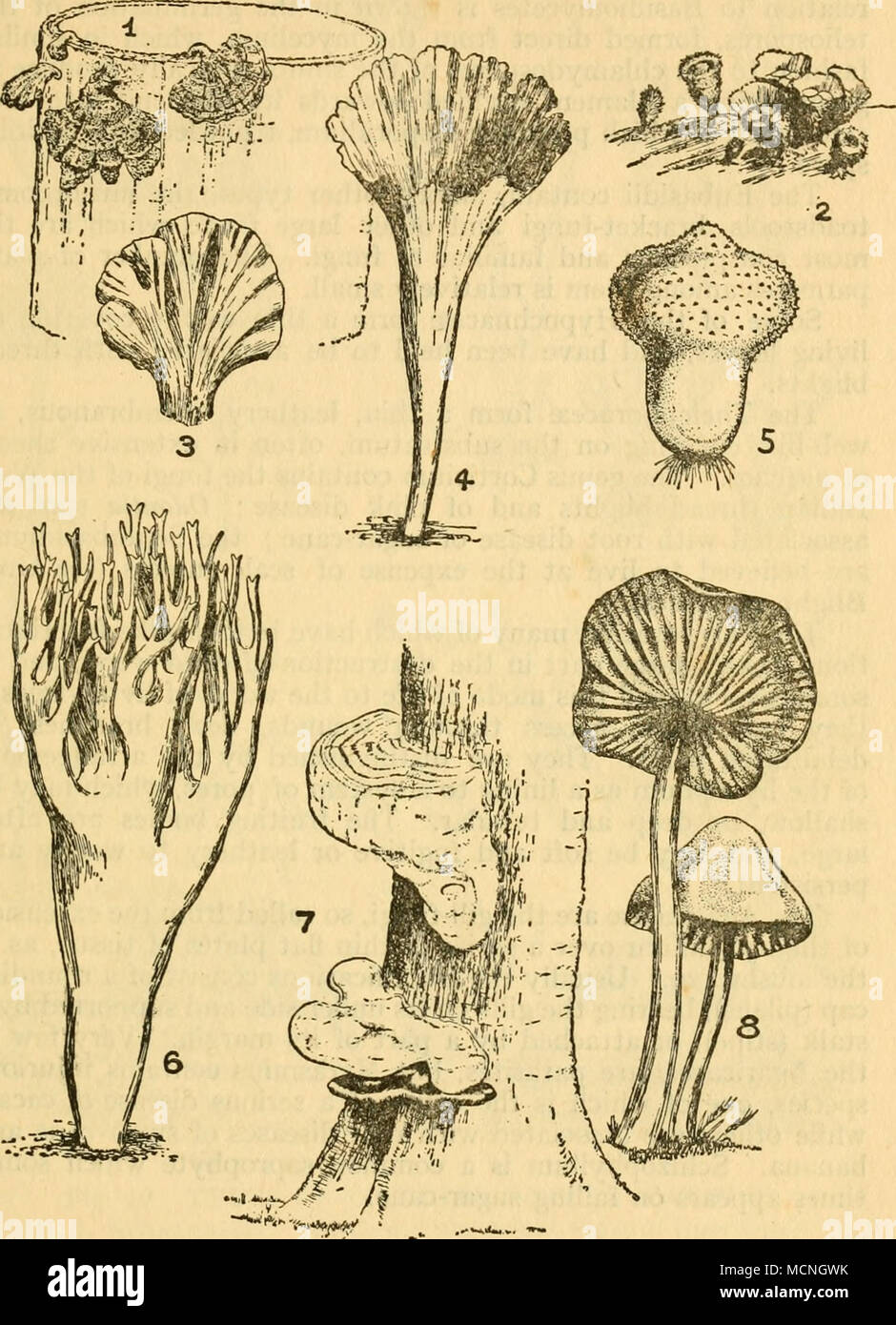. Fig. 9 BASIDIOMYCETES 1. SCHIZOPHYLLUM CoMMUNE. 2. CyATHUS MiCROSPORUS. 3. Thelephora. 4. Craterellus. 5. Lycoperdon. 6. Lachnocladium. 7. Fomes. 8. Marasmius. 4, 5, 6, 8 after Nat. Pflanz are elongated and frequently join by a small cross filament to make pairs. Stock Photo
