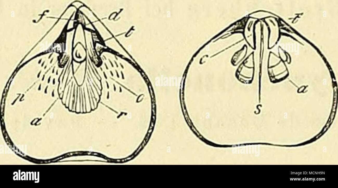 . Rückenklappe. 0 Zahngruben. c) Homer. s) Septum. a) Eindruck des Schliessmuskels. Rhynchonella psittacea. Die Anatomie von Rhynchonella ist von Owen (Davidson Introduction p. 8—22) ausführ- lich erörtert und mit anderen Brachiopoden verglichen worden, wir beschränken uns darauf, auf seine Arbeit zu verweisen. Die Eindrücke der Blutgefässe zeigen sich besonders schön an Exemplaren von R. pugnus und B. acuminata aus dem Bergkalke Grossbritauniens. Rhynchonella, welche lange Zeit hindurch nach L. v. Bucli's Vorgang einen Theil der grossen Gattung Terebratula ausgemacht hat, da man den Charakter Stock Photo