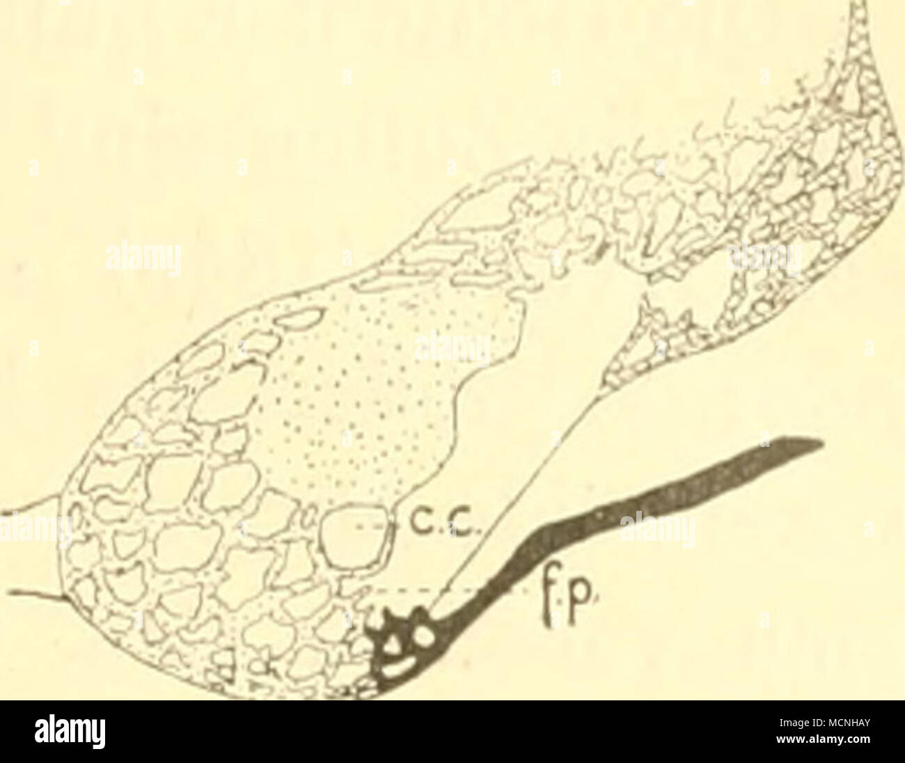Inferior surface hi-res stock photography and images - Alamy