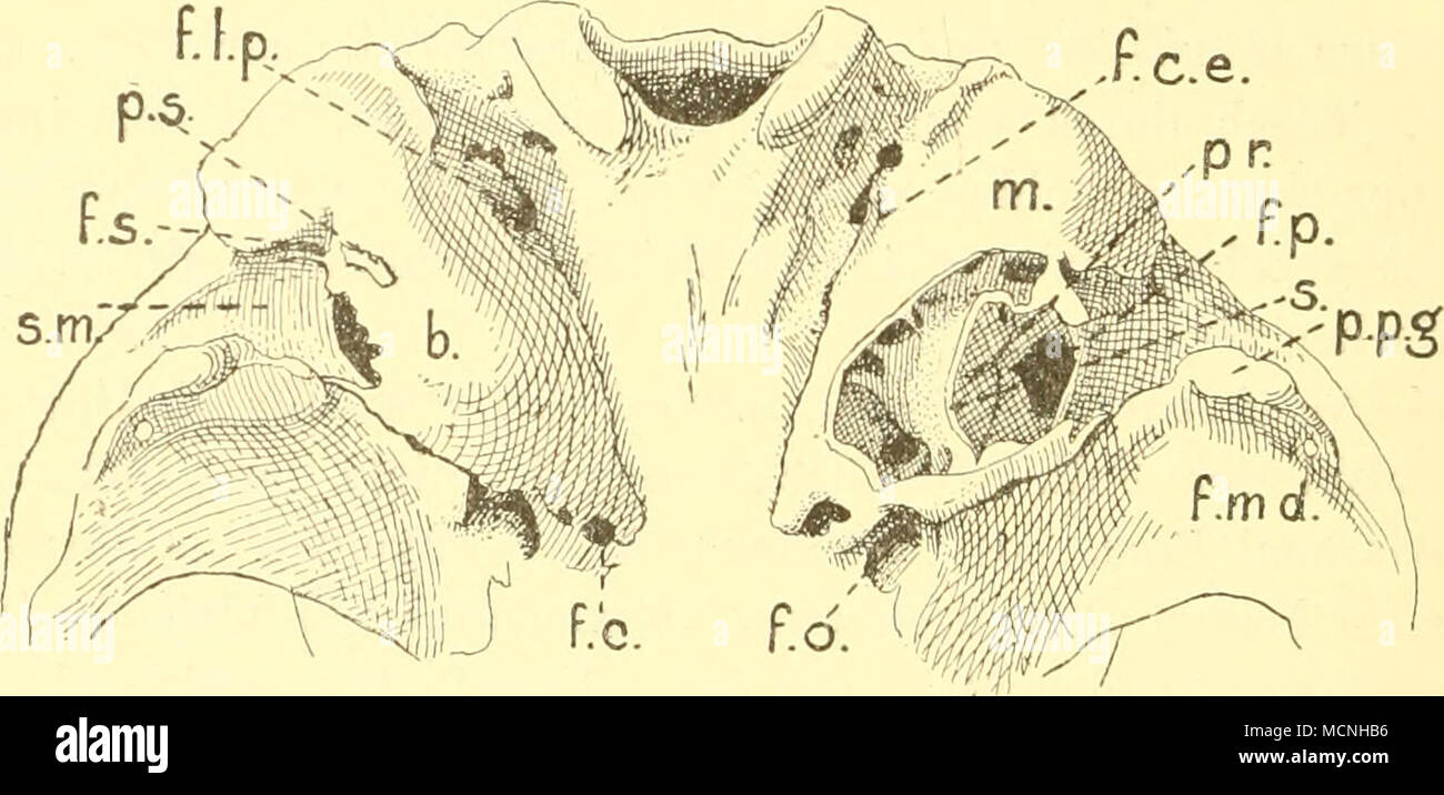 . Perodicticus potto Bosm., Ventralansicht, vergr. fast 2. Die Uaterwand der rechten Bulla ist wegge- nommen. 6. Bulla; f.c. For. caroticum ; f.c.e. For. caroticum post.; f.l.p. For. lacerum post.; f.p. For. pnenmaticum, welches in den Sinus epitympanicus führt; fjnd Fossa glenoidea; f.s. For. stylomastoi- deum;/.o. For. ovale; m. Mastoid; p.p.g. Proc. postglenoideus; pr. Promontorium; p.s. Proc. styloi- deus; s. Septum der Paukenhöhle; s.m. Superficies meatus. Ostium tymp. tubae. Bei einem jungen Schädel (wo die Pauken- höhle noch ungeteilt ist) wird diese Öffnung (in Fig. 87 nicht ange- gebe Stock Photo