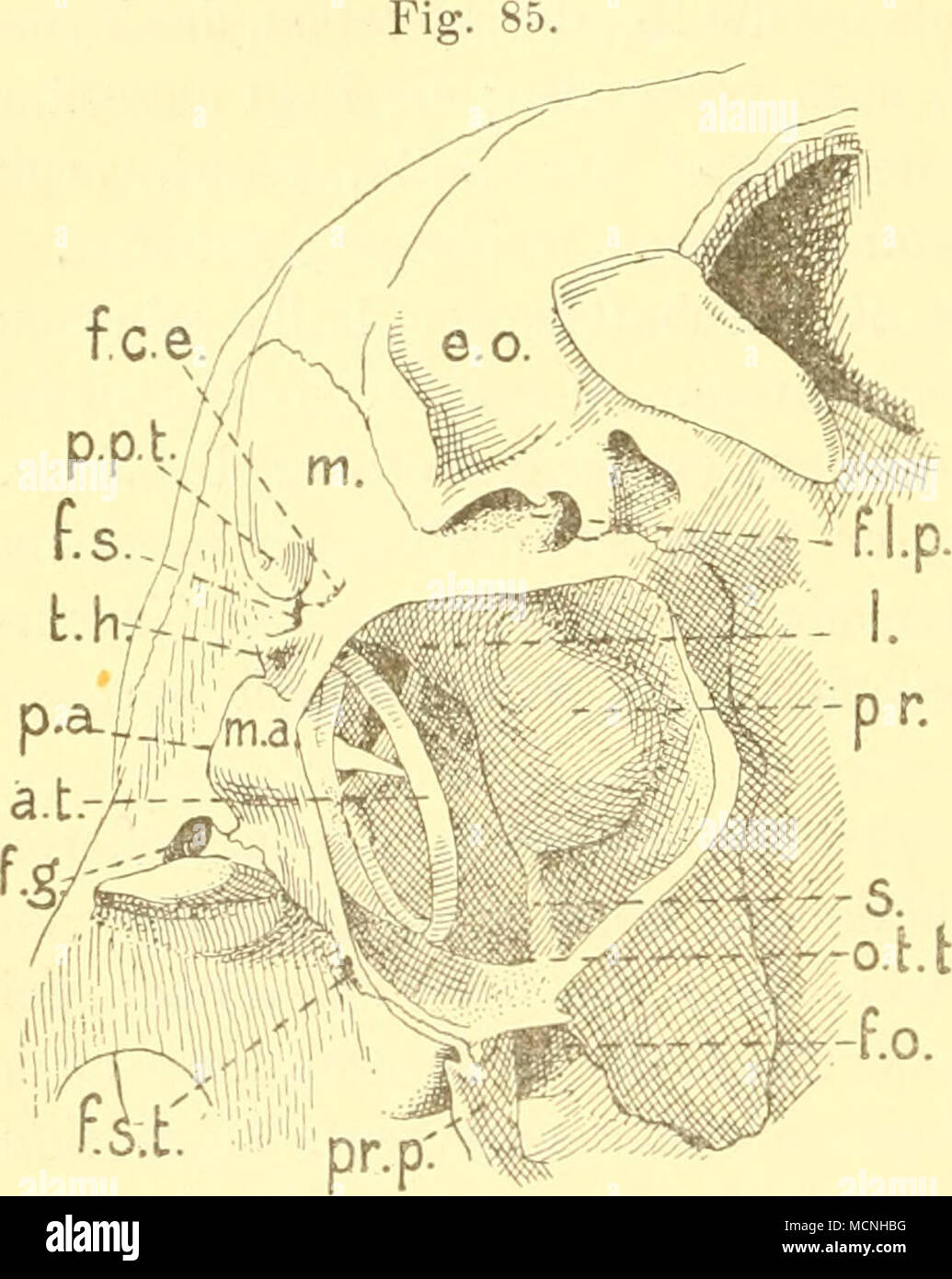 . Lemur mongoz L., Ventralansicht, vergr. ± 21/2- Die XJnterwand der BuUa ist abgetrennt, a.t. Annulns tympanicus; e.o. Exoccipitale; j.c.e. For. caroticum post.; f.g. For. postglenoideum; S-^-V- ^or. lacerum post.; /.o, For. ovale; /.s. For. stjlomastoideum; f.s.t. Fissura Glaseri; J.Leiste, durch welche die Carotis ver- läuft; m. Mastoid; in.a. Meatus acust. ext.; o.t.t. Ost. tympanicum tuhae; p.a. Porus acust. ext.; 'p.f.t. Proc. posttyinpanicus; pr. Promontorium; •pr.'p. Proc. ptery- goideus des Alisphenoid; s. Septum; i.A. Tympanohyale. Stock Photo