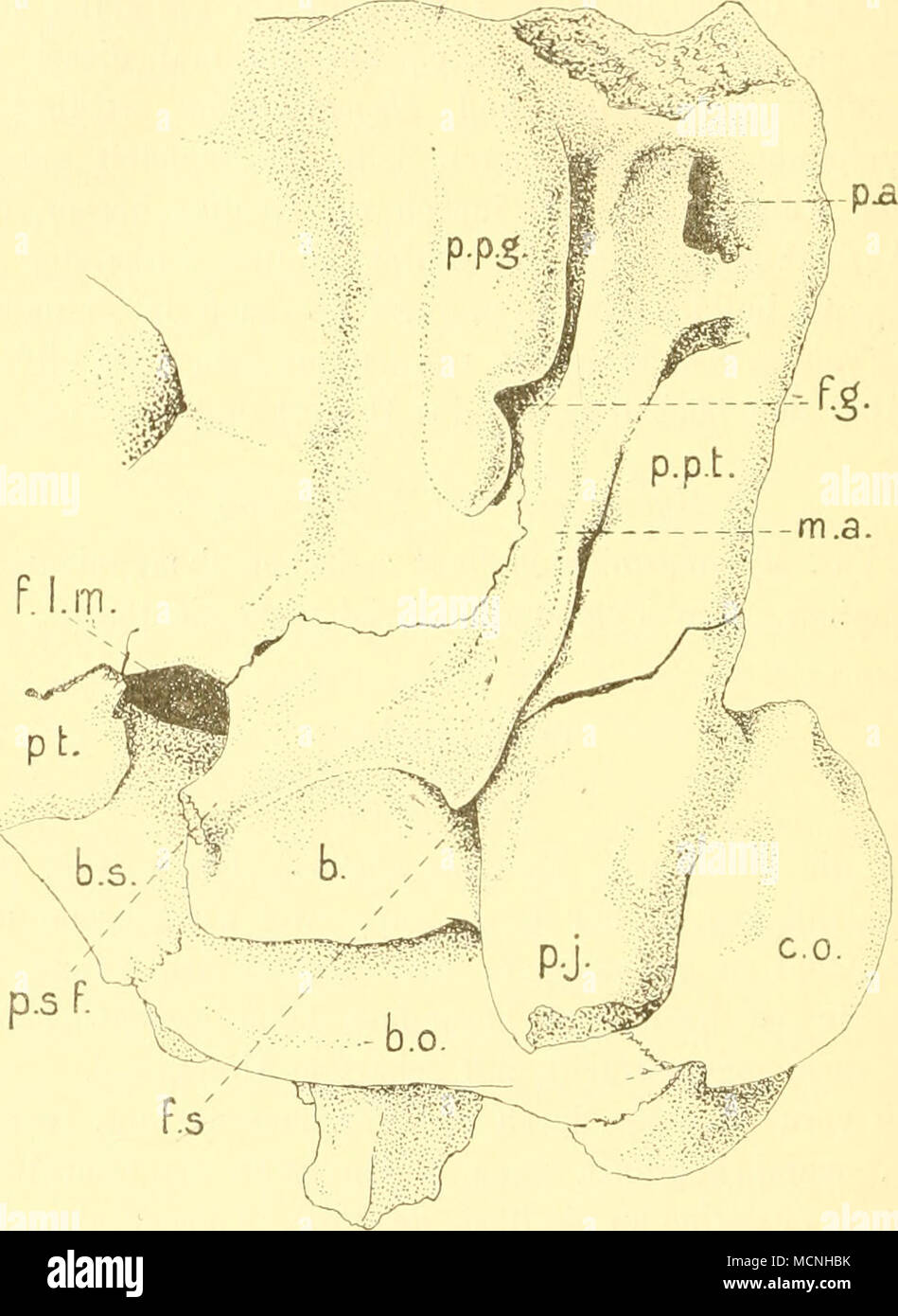 . Toxodon plaiensia Owen, jiiv. (aus dem Museum zu Kopenhagen), von der Seite und etwas von unten gesellen; der obere Teil des Squamosum ist abgebrochen, b. Bulla; b.o. Basioccipitale; h.s. Basi- sphenoid; c.o. Condylus occipit.; f.g. For. postglenoideum ; f.l.m. For. lacerum ant.; f.s. For. stylo- mast.; m.a. Meatus acust. ext.; p.a. Porus acust. ext.; p.j. Proc. paroccipit.; p.p.g-, p.p.i. Proc. post- glenoideus nud posttymp.; p.sf. Proc. styliformis; pt. Pterygoid. dem Namen »styloid process« auch durch Owen (1840) beschrieben und abgebildet und ist auch deutlich sichtbar auf Taf. II und IV Stock Photo