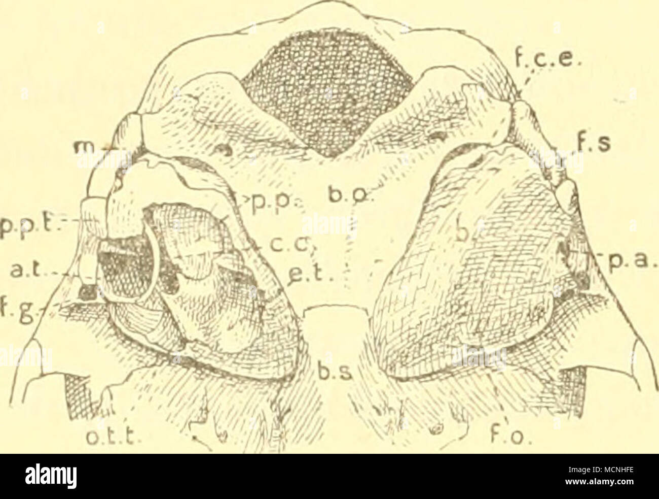 . zwischen den sehr kleinen Processus pqstglenoideus und posttym- panicus und ist nach oben wahrscheinlich nur durch das Squamosum verschlossen. Sie haben aber eine ganz andre Zusammensetzung als bei den 3Iacroscelididae: das Tympanicum beteiligt sich nicht daran: »Cladobates [= Tupaj'a] hat nämlich etwas, das wie ein doppeltes Tym- panicum aussieht: das Trommelfell wird getragen von einem dünnen ringförmigen Knochen, der dem ringförmigen Tympanicum der nie- deren Säugetiere ähnlich ist und großenteils frei in der übrigens ganz normalen Bulla liegt, nur mittels einer Membran, w^elche von der A Stock Photo