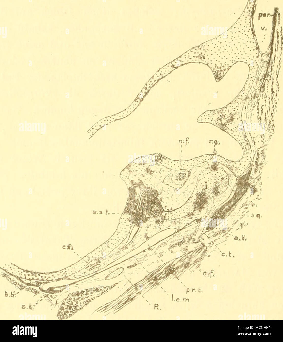 . Frontalschnitt durch Ohrltapsel und Paukenhöhle einer neugeborenen Tiipaja. a.si. Art. stapedia; a.t. Annulus tympanicns; 6.6. Bindegewehe in der ventralen Paukenhöhlenwand; c.i. Carotis interna; ct. Chorda tynipani; i. Incus; l.e.m. Lamina epithelialis meatus und Trommelfell; n.f. N. facialis; par. Parietale; pr.t. primäre Paukenhöhle; B. REicHERische Knorpel; r.e. Recessus epitympanicus, noch mit Schloimgewebe ausgefüllt; sg. Squamosum; v. Vene (im Meatus temporalis); st. Stapes. Malleus (mit Ausnahme des Manubrium) ein. Weil man dieses Schleimgewebe anfänglich als freien Schleim betrachte Stock Photo