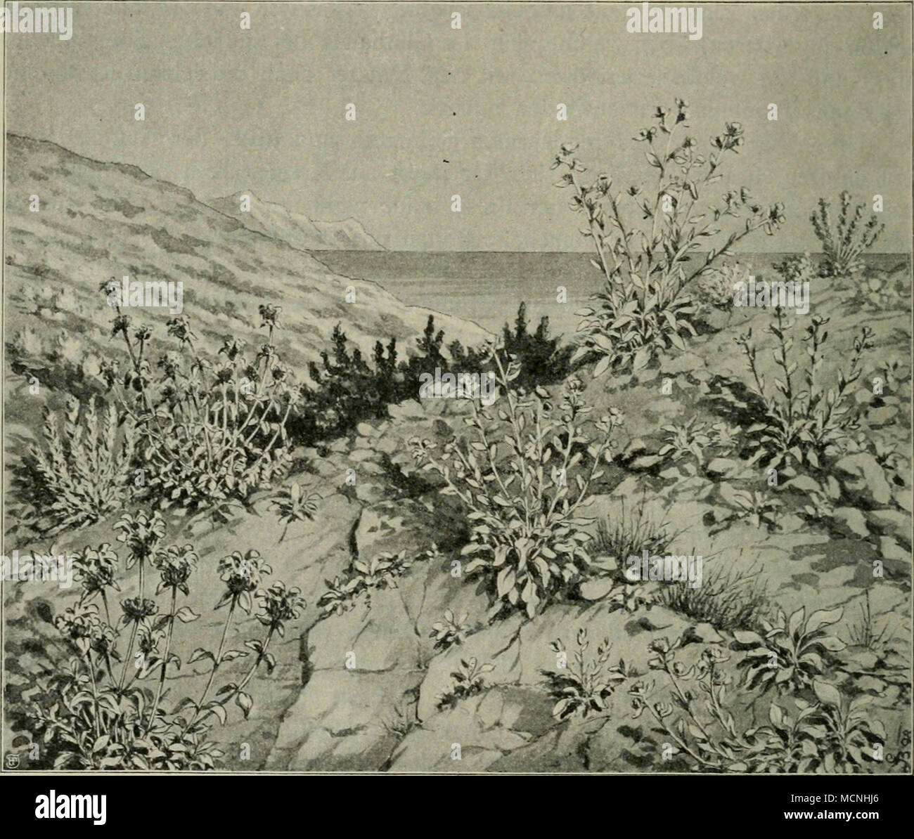 . Fig. 2. Dalmatinische Felsheide bei Ragusa. Inula Candida, Brachypodium ramosum (rechts); Phlomis fruticosa (links); in der Mitte Büsche von Juniperus Oxycedrus. (Nach einer Originalzeichnung des Verfassers vom 3. Juni 1894.) immergrünen Sträuchern besteht, welche sonst mehr als Bestandteile der Macchien oder der Karstflora eine wichtige Rolle spielen. Man ist an solchen Ördich- keiten auch stets überrascht von der Üppigkeit und Mannigfaltigkeit der Gräser und Stauden, die sich auf solch' ungünstigem Terrain zusammenfinden. Schon zur Zeit der Niederschläge sprießt es daselbst in wunderbarer  Stock Photo