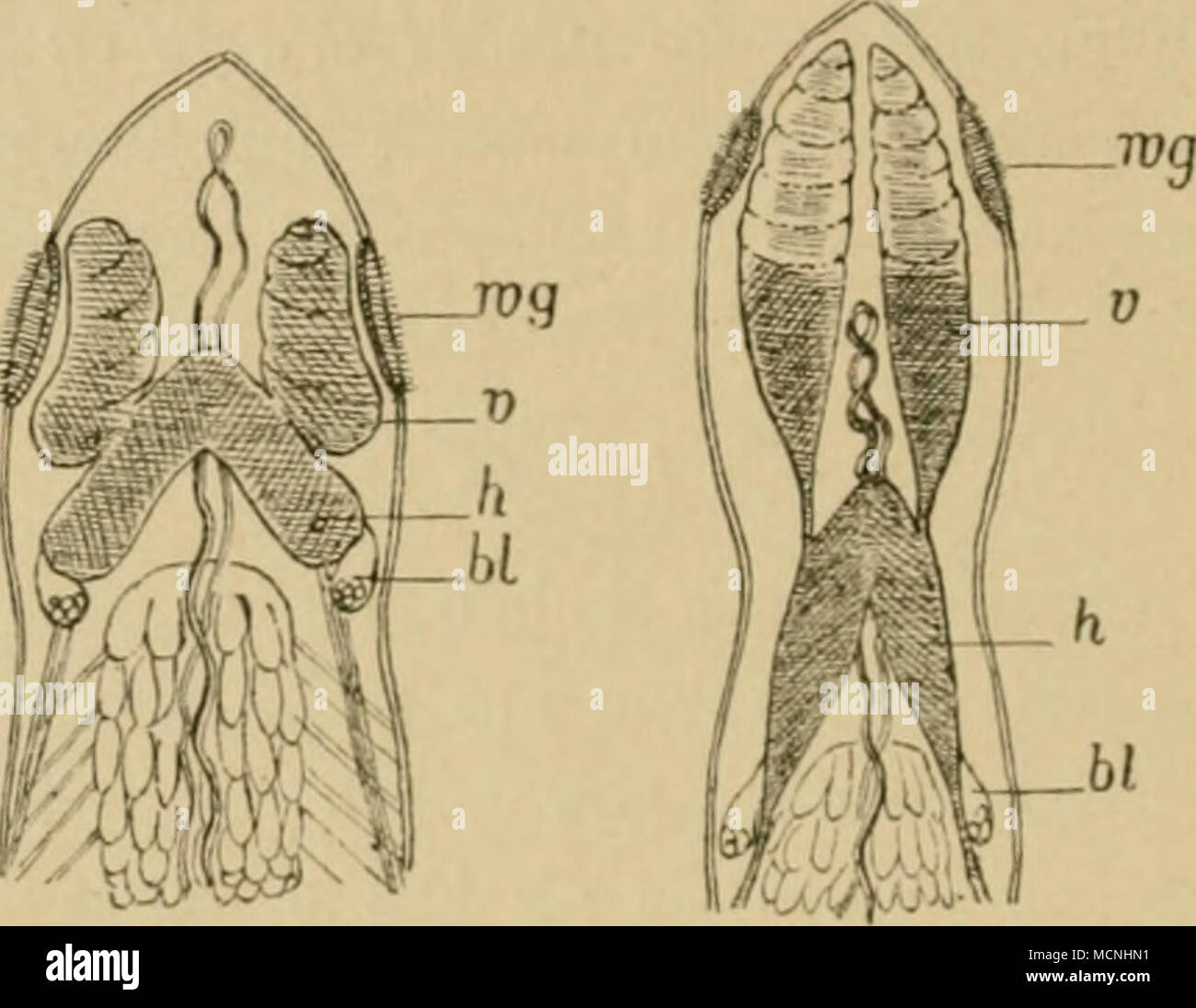 . FiR. 5 Fig. 58. S/fiiosfo>?ta !ejtio/>s (Knpfteili. Sfriiostonia