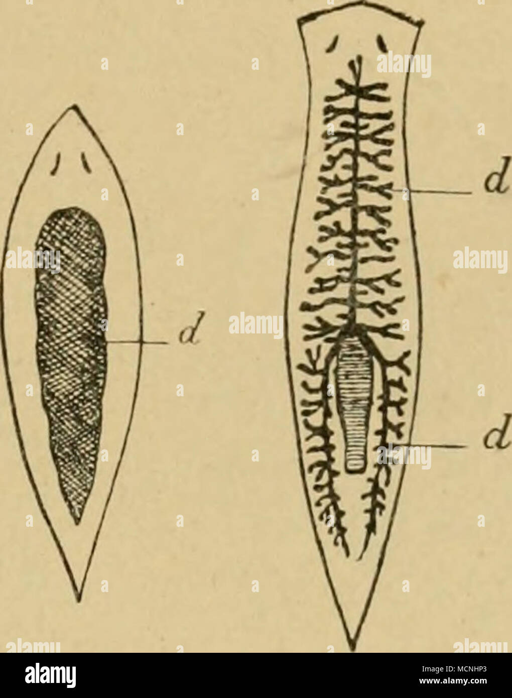 . A. Rhabdocoela. (Rhdbdocoelida, L. v. Graff.) Wenn man einen zu dieser Gruppe zählenden Strudelwurm seiner augenfälligsten Beschaffenheit nach skizzieren soll, so kann das etwa wie folgt geschehen. Ein solches Tier besitzt einen schlauchförmigen Körper und einen in diesen eingeschlossenen Behälter (Darm) für Aufnahme und Verdauung der Nahrung. Die Mundöffhung ist je nach den einzelnen Gattungen bauchständig (Mesostoma) oder terminal (Vortex). Alle Rhabdocöliden sind afterlos. Zwischen Darm und Leibesschlauch liegen die Fort- pflanzungsorgane , welche einen zwitterartigen Charakter tragen. Di Stock Photo