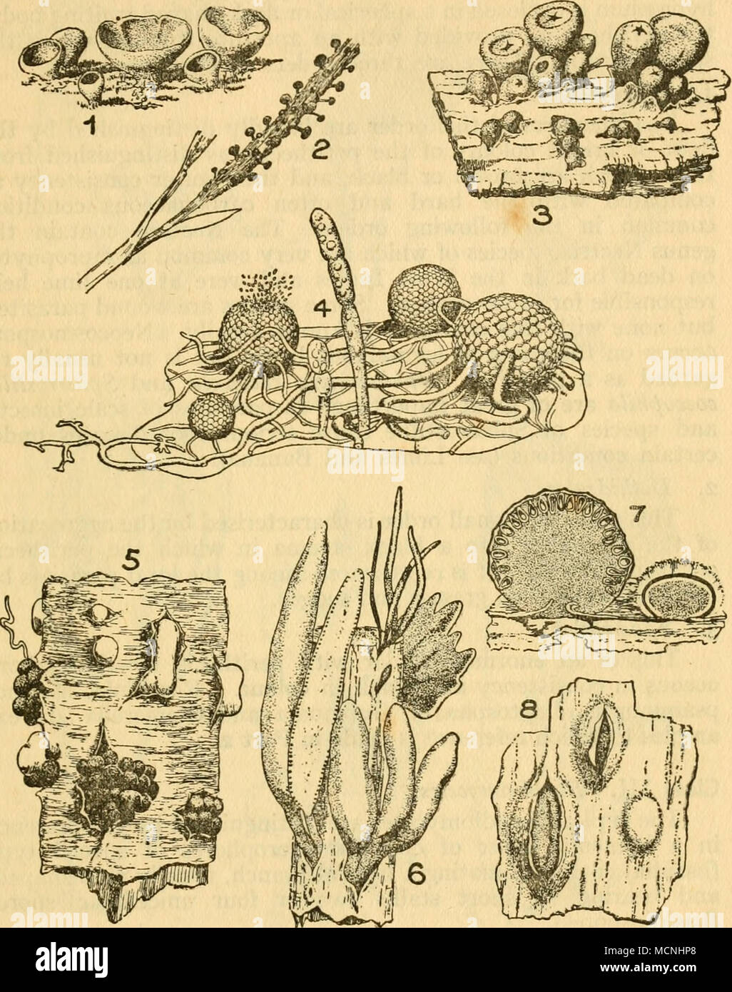 . W'^. Fig. 8 ASCOMYCETES 1. Peziza. 2. Balansia trinitensis. 3. Scleroderris. 4. Perithecia and Conidia of an Erysiphe. 5. Nectria 6. Xylaria. 7. Hypoxylon. 8. Pseudovalsa. From Engler &amp; Prantl. Nat. Pflanz. Perisporiacese (which include the fungi of &quot;black blight&quot;) have mycelium which is superficial on the host plant, commonly on leaves, and have the asci enclosed in more or less spherical Stock Photo