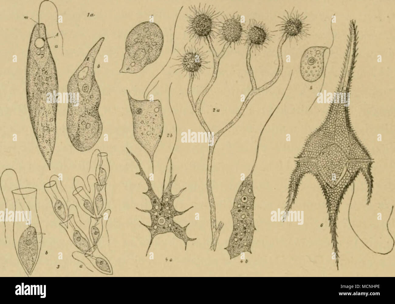 . Fis- 35- I Eitg/ena viridis, a im schwimmenden geisseltragenden, b und c im kriechenden geissel- losen Zustand, A Augenfleck, m ^lundstelle — 2 Anihophysa 7'egda&gt;is, a ein Zweig mit fünf Köpfchen, h ein stark vcrgrössertes Einzelindividuum — 3 Dinobryum Sertularia, a kleine Kolonie, h stärker vcrgrössertes Einzelindividuum — 4 Atastif^anioebn, a in amoeboidem, b in flagellatenartigcm Zustand — 5 Bodo caudafus — 6 Ceratiutn Hirundinella. Sämtlich stark vergrössert. Nahe verwandt der Gattung Euglena ist die Gattung Colacium, jedoch durch ihre Lebensweise von jener verschieden. Die Colacien  Stock Photo