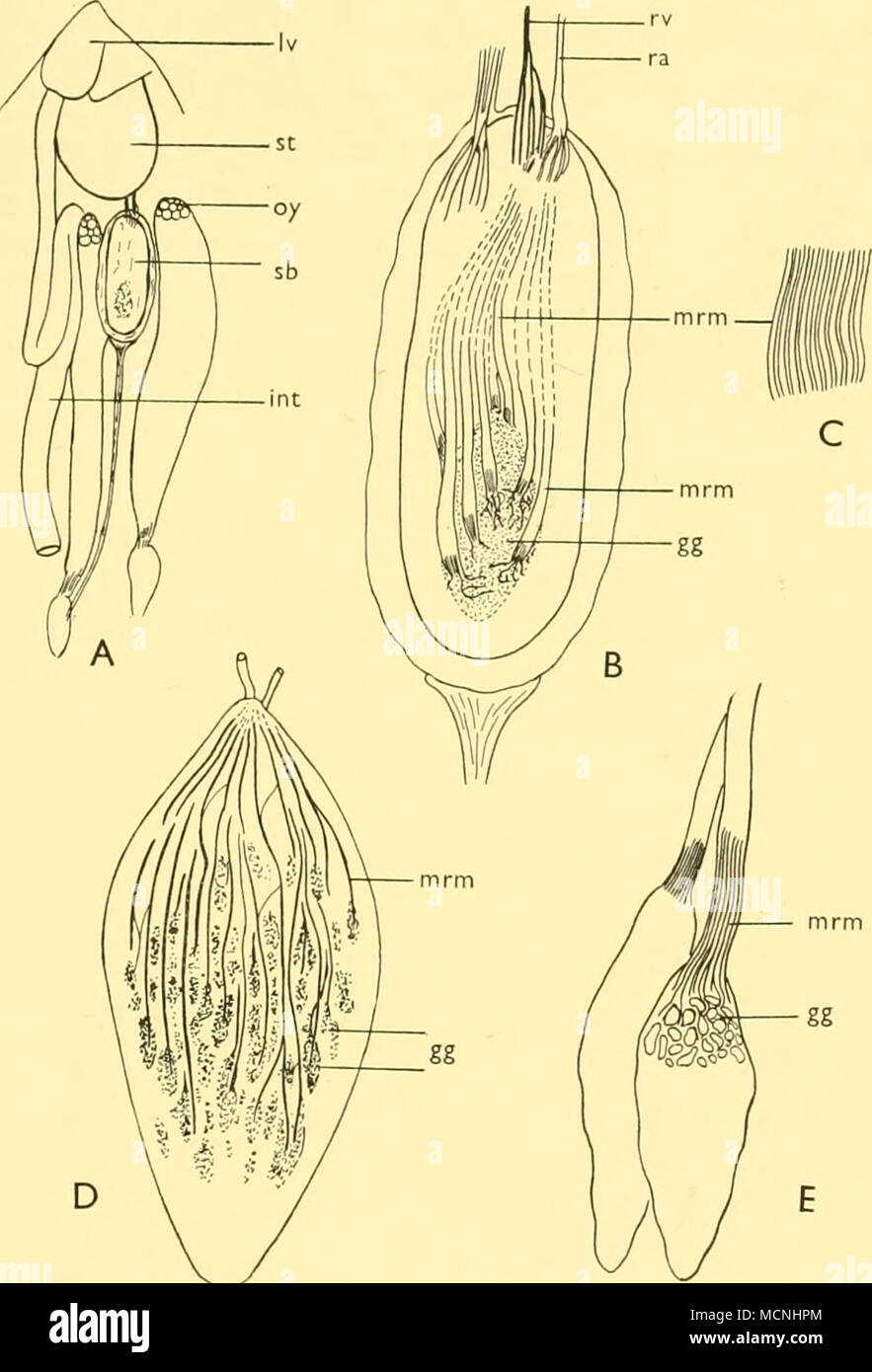 . Text-fig. 14. Swimbladders of Winteria telescopa (a and b) and Opisthoproctus soleatus (d), seen from below. In (c) part of a micro-rete of Winteria is seen and in (e) two micro-retia of Opisthoproctus grimaldii, which supply patches of gas-gland. gg, gas-gland;int, intestine; Iv, liver; mrm, micro-rete mirabile; oy, ovary; ra, retial artery; rv, retial vein; sb, swimbladder; st, stomach, (a, X3&quot;5; b, xi2&quot;5; c. x°o; D, xio; E, x 60.) Family Bathylagidae In his synopsis of this family, Chapman (1943) recorded that the swimbladder is completely absent. Beebe (1933), who examined the  Stock Photo