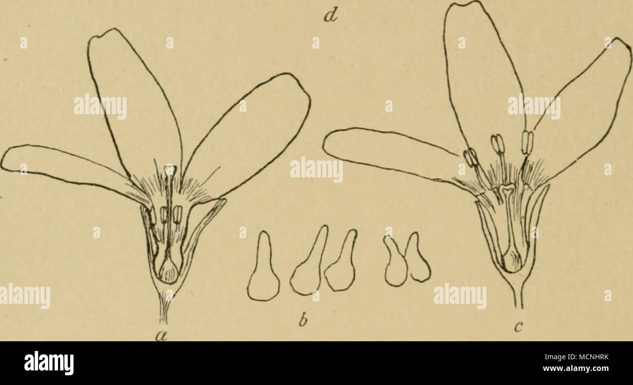 . Fig. II. Heterostylie der Wasserfeder (Hottonia palustris), a Langgrifflige Blüte — b Narben- papillen derselben — c Kurzgrifflige Blüte — d Narbenpapillen bei gleicher Vergrösserung wie in b. (Nach H. Müller.) Sorten von Stöcken vor, deren eine lauter langgrifflige Blüten mit tiefstehenden Staubgefässen trägt, während in den Blüten der andern die Griffel kurz, tief in der Blütenröhre versteckt sind, die Staubgefässe aber weit aus derselben hervorragen. Die Verschiedenheit zwischen den beiden Formen hat bereits die Aufmerksamkeit des Vaters der heutigen Blütenbiologie, Christian Konrad Spren Stock Photo