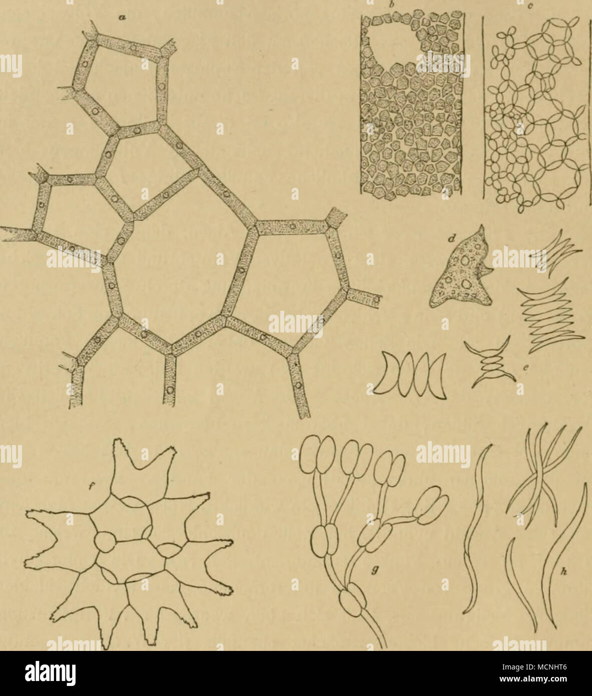 . Pig 4 Protococcoiden. a^/ Protococcaceen a—d Hydrodyction