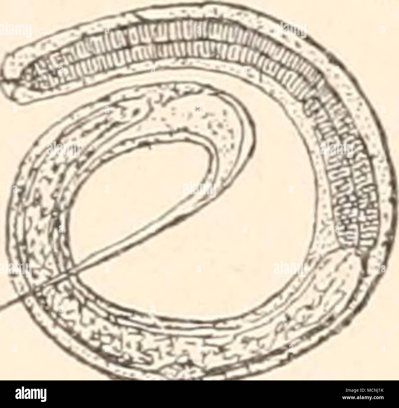 . 226 ^^^ Parasiten unserer Süsswasserfische. unbeträchtlich von