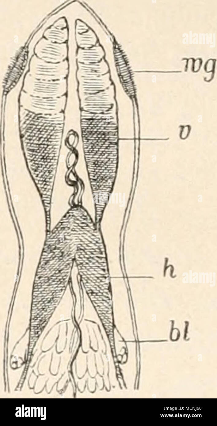 . Fig 57 Fig 58 Stenostoma leiicops (Kopfteil). Stenostoma unicolor