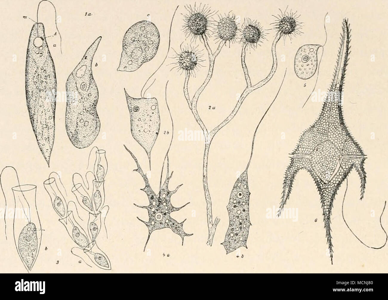 . Fig- 35- I Euglfna viridis, a im schwimmenden geisseltragenden, b und c im kriechenden geissel- losen Zustand, A Augenfleck, m Mundstelle — 2 Antliophysa vegetans, a ein Zweig mit fünf Köpfchen, b ein stark vergrössertes Einzelindividuum — 3 Dinobryum Seriularia, a kleine Kolonie, b stärker vergrössertes Einzelindividuum — 4 Masiigamoeba, a in amoeboidem, b in flagellatenartigem Zustand — 5 Bodo caudaius — 6 Ceraiium Hirundinella. Sämtlich stark vergrössert. Nahe verwandt der Gattung Euglena ist die Gattung Colacium, jedoch durch ihre Lebensweise von jener verschieden. Die Colacien setzen si Stock Photo