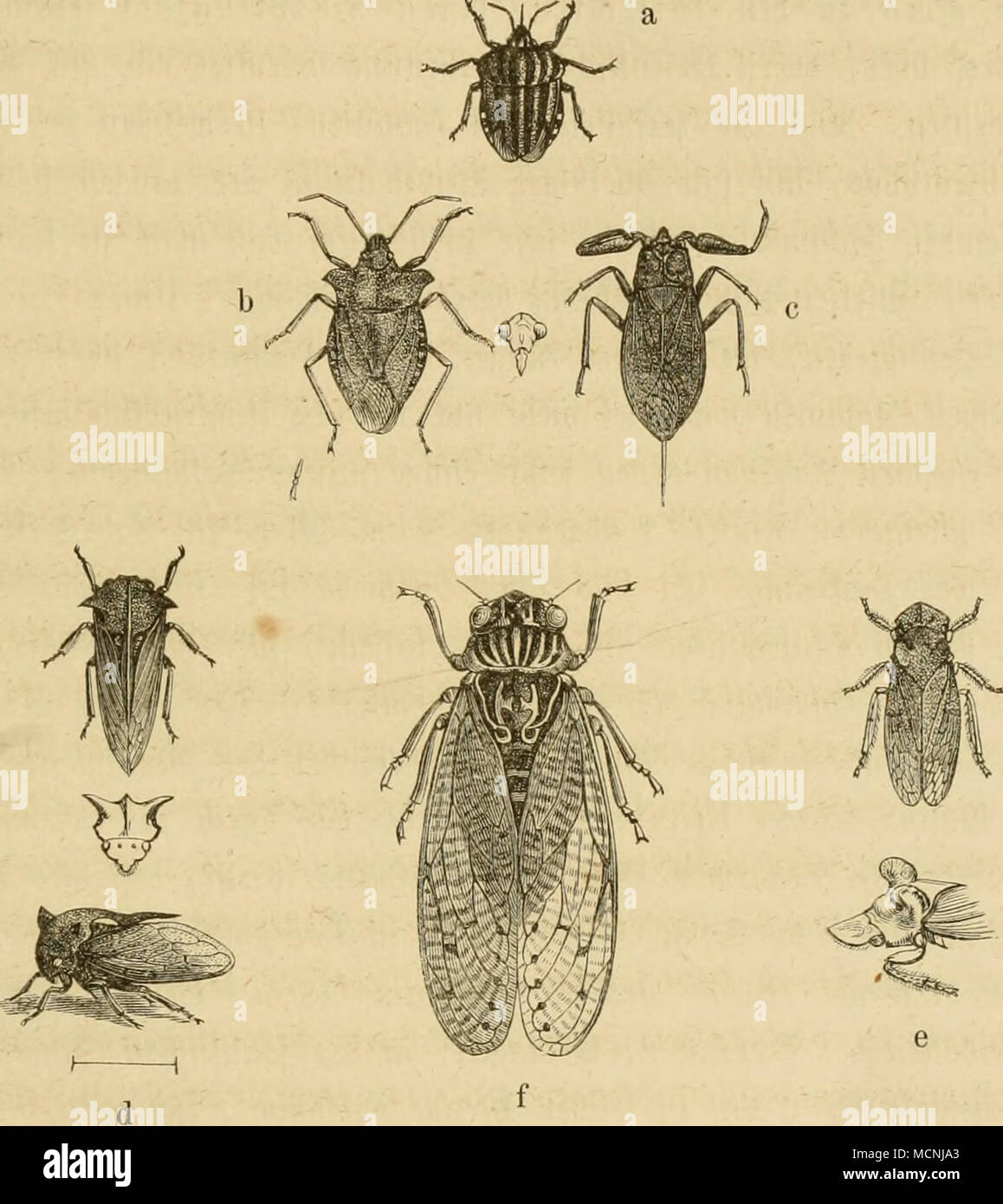 . a. 2)te fd^irar^geftveifte SecftDanje, Tetyra nigrolineata L. b. Sie vot{;beintge SSaumtvanjc, Pentatoma rufipes L. c. 2)er 2Bafferf!Dr:^ion, Nepa cinerea L., ünU ber Äo:^f, bevgvö^ert. Qd. ®te gehörnte Sornjtv^e, Centrotus cornutus L., in ber 2Jiitte So)3[ unb SSruftfc^ilb »on üorit. l^e. Sie geöfjrte Äleinjir^^e, Ledra aurita L., unten ba§ S3iu[tid}tlb ton ber ©ctte. f. Sie gemeine ©iugcifabe, Cicada orni L. Stock Photo