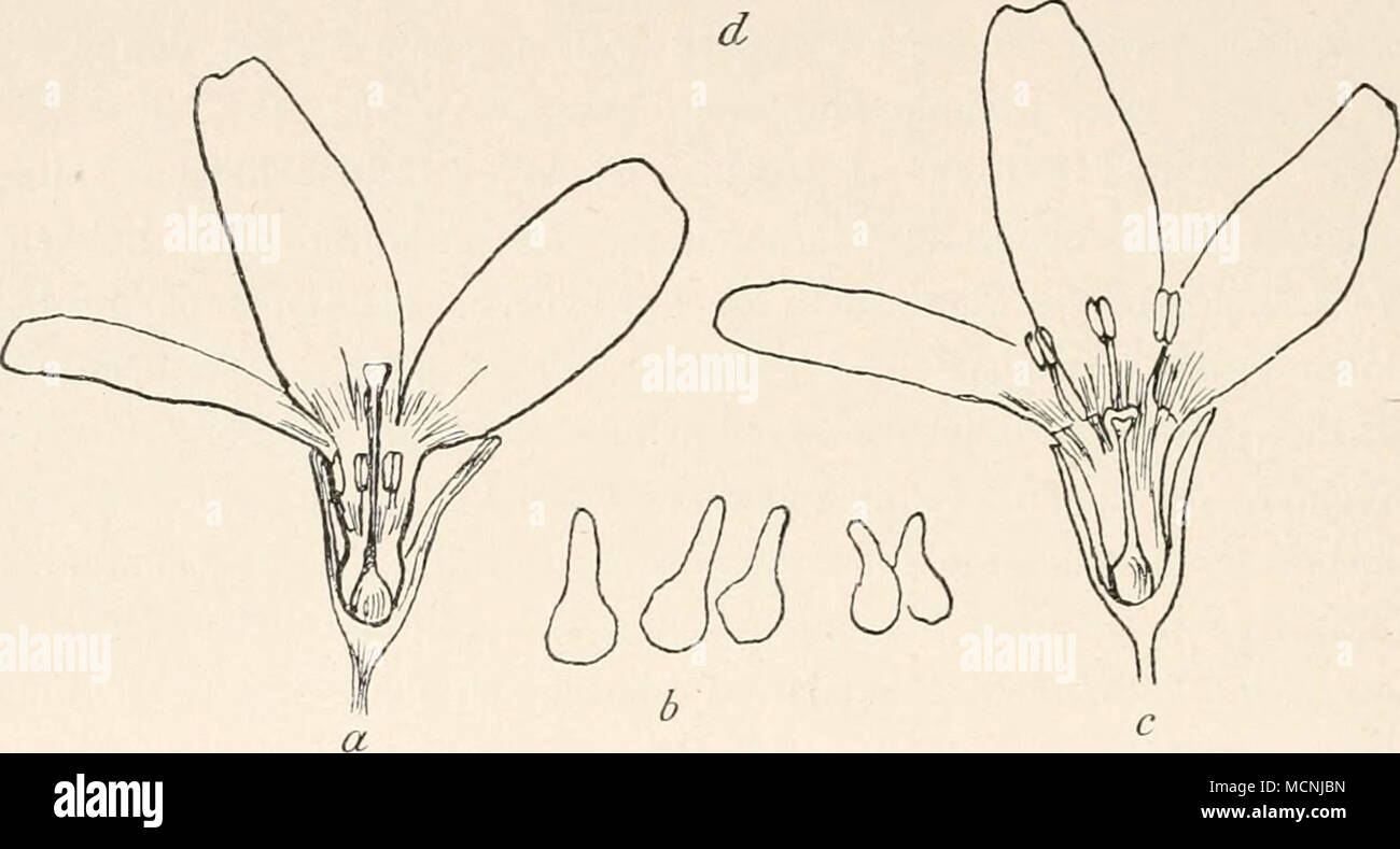 . Fig. II. Heterostylie der Wasserfeder (Hotionia palustris), a Langgrifflige Blüte — b Narben- papillen derselben — c Kurzgrifflige Blüte — d Narbenpapillen bei gleicher Vergrösserung wie in b. (Nach H. Müller.) Sorten von Stöcken vor, deren eine lauter langgrifflige Blüten mit tiefstehenden Staubgefässen trägt, während in den Blüten der andern die Griffel kurz, tief in der Blütenröhre versteckt sind, die Staubgefässe aber weit aus derselben hervorragen. Die Verschiedenheit zwischen den beiden Formen hat bereits die Aufmerksamkeit des Vaters der heutigen Blütenbiologie, Christian Konrad Spren Stock Photo
