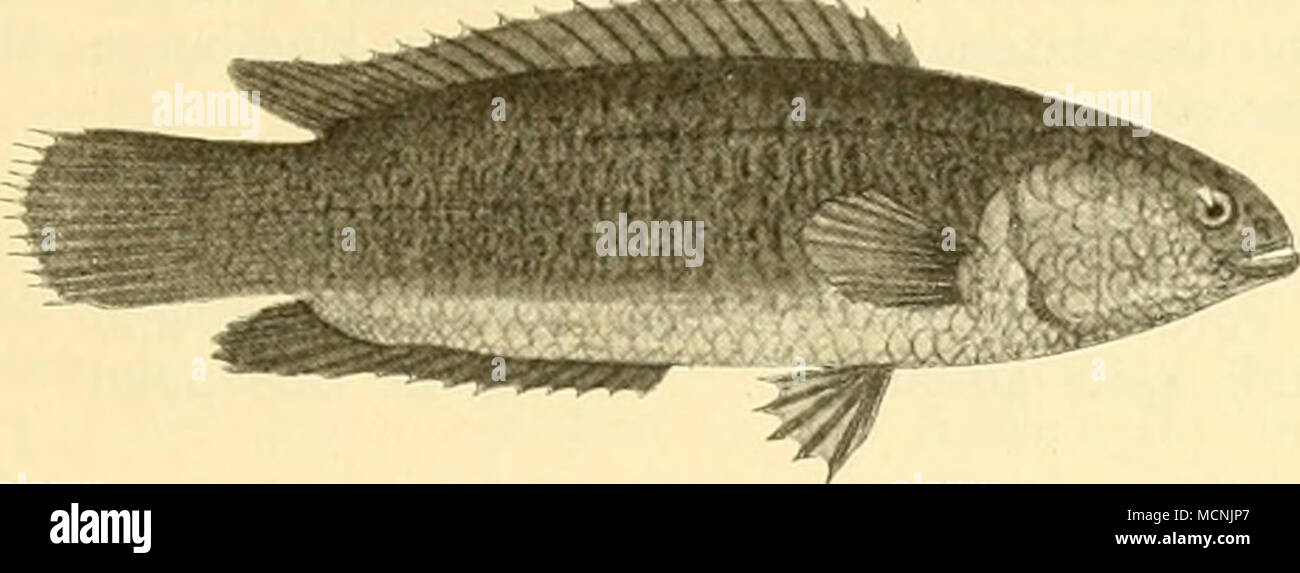 . Fig. 6. Ctenopoma miiltispine. Familie: Chromidae, Chromisartige Fische. Körper ziemlich hoch, von mittlerer Schlankheit, Kopf und Leib beschuppt mit cycloiden oder ctenoiden Schuppen. Seitenlinie unterbrochen. Der Stachel- theil der Rückenflosse stärker ausgebildet als der strahlige; dieser ähnelt dem Strahlentheile der Afterflosse; drei oder mehr Stacheln in der letzteren. Zähne in den Kiefern klein, keine am Gaumen. Die unteren Schlundknochen ver- wachsen. Die Familie verbreitet sich über das tropische Amerika und West-Indien einerseits und über das gesammte Afrika bis Palästina andererse Stock Photo