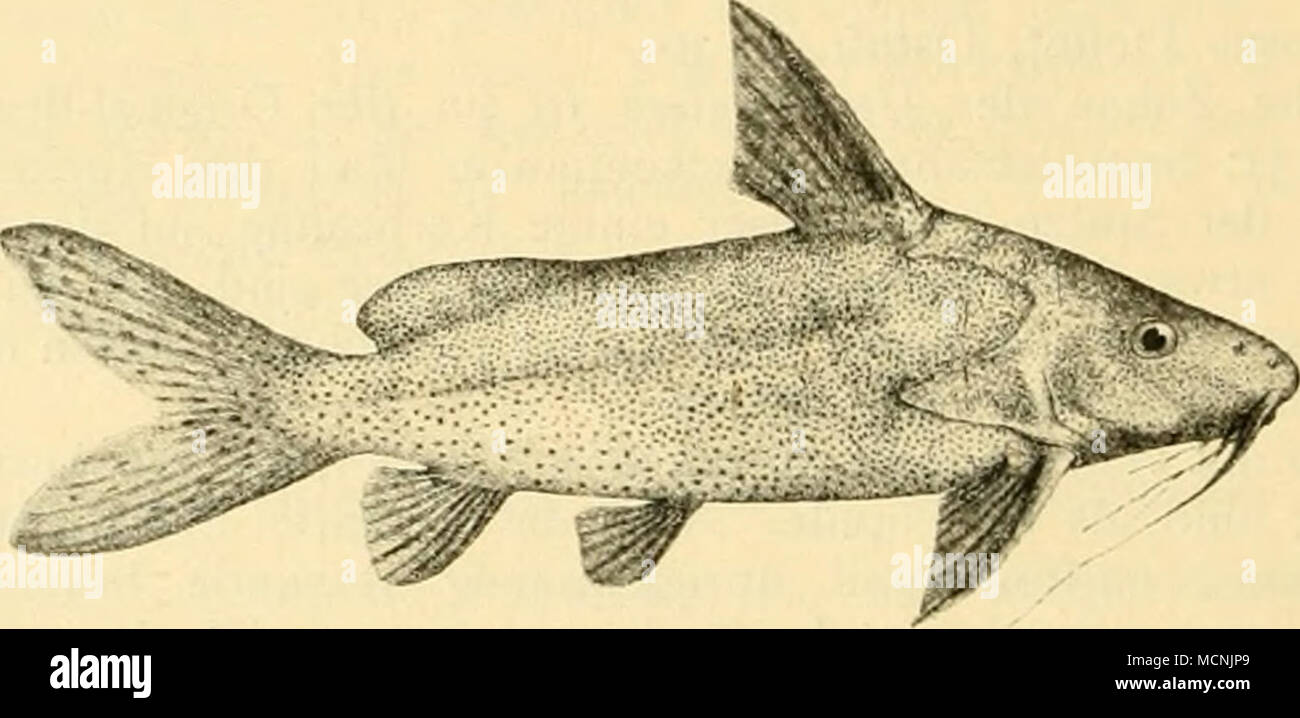 . Kis;. 15. Synodontis [uui cl ii 1 a Ui s. Synodontis schal Bh&gt;ch Schneider. Günther Cat. V p. 212; Günther-Playfair p. 115; Petherick p. 235 — V. Martens, Decken p. 142. — Steindachner 1870 p. 533. — Peters 1876 p. 250. — Sauvage, Bull. soc. philom. (7) IV p. 213. — Rochebrune p. 126. — Pfeffer, Ostafr. p. 30. D. 2/7. A. 12—13. P. I 7. V. 7. Bewegliche Zähne im Unterkiefer 28—30, dahinter Sammetzähne. Der Nackenpanzer reicht über die Basis des Rückenstachels ein wenig hinaus. Der Schulterpanzer ist oben konkav. Der Rückenstachel trägt vorn gegen die Spitze zu etwa 4 Zahnkerbungen, hinten  Stock Photo