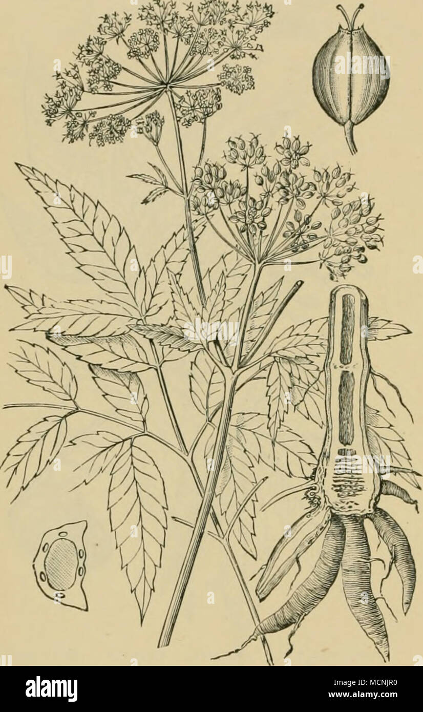 . Fig. 100.—&quot;Water hemlock {Cicufa niacu- lata), showing section of spindle-shaped roots and lower stem, the leaves, flowers, and fruit, one-half natural size ; also fruit and cross-section of seed, enlarged five times. which contained nearly 50 per cent. from the effects of the poison, and further suffering. huckeye: M. glabra, Oiiio buck- eye ; fcetid buckeye: M. hippo- castanum, horse - chestnut: M. paYia, red buckeye.—The leaves and fruit of these species are generally regarded as poisonous to stock. The fruit may be easily converted into food by Yashing and boiling. It is believed t Stock Photo