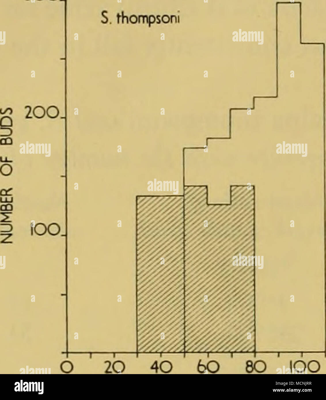 S Qertach Ei Size Group Mm Block I 80 100 O 40 60 8o Body Length Cmms Text Fig 9 Budding In 5 Thompsoni And S Gerlachi The Mean Number Of S Qertach Ei Size Group Mm Block I 80 100 O 40 60 8o Body Length Cmms Text Fig 9 Budding In 5 Thompsoni And S Gerlachi The Mean Number Of
