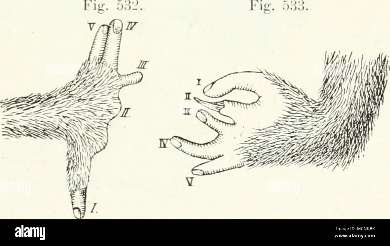 Prosimiae Offene linke hand hi-res stock photography and images - Alamy