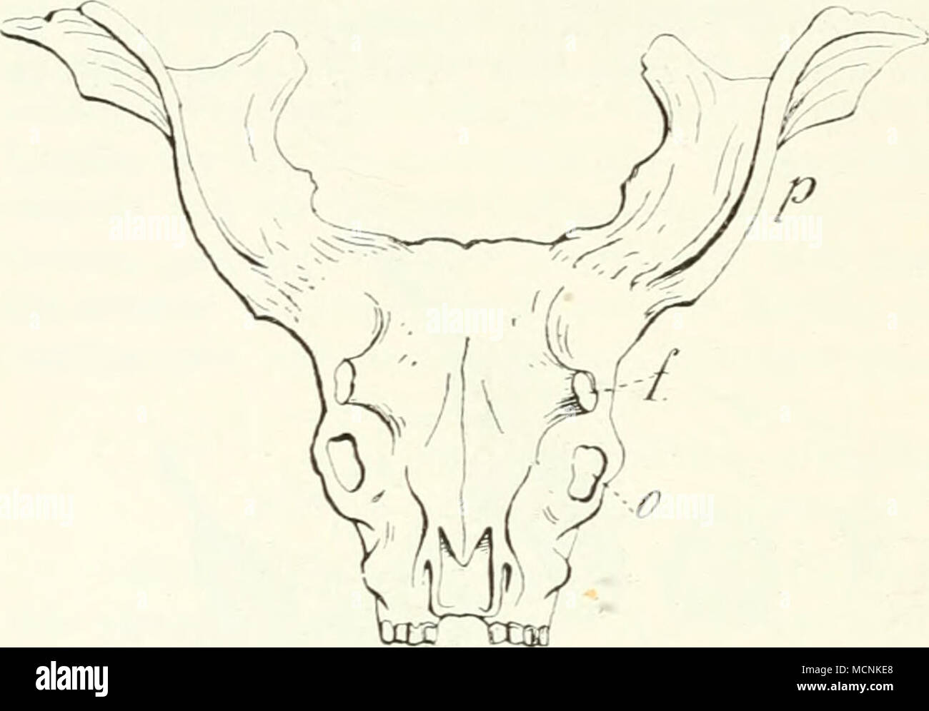 . Fig. 481. Schädel von Sivatherium giganteum von vorn, ^/g n. Gr.; nach Falconer. o Orbita, /Fron- tale Hörner; p geweihartige parietale Hörner. enie niter- dem ober- naheverwandten + Palaeo- Bei Samotherium waren die &quot;Weibchen hornlos, fingen aber an. Hörner auszubilden; beim Männ- chen saßen die Hornzapfen über der Orbita auf dem Frontale, während liei Oka- pia deren A'erschiebung nach hinten l)eginnt und bei üiraffa l)is zum Parie- tale fortschreitet. Die Pneu- matisierung des Frontale ist ferner l)ei Samotherium noch unbedeutender. Hals und Vorderbeine sind nicht verlängert. Palaeotr Stock Photo