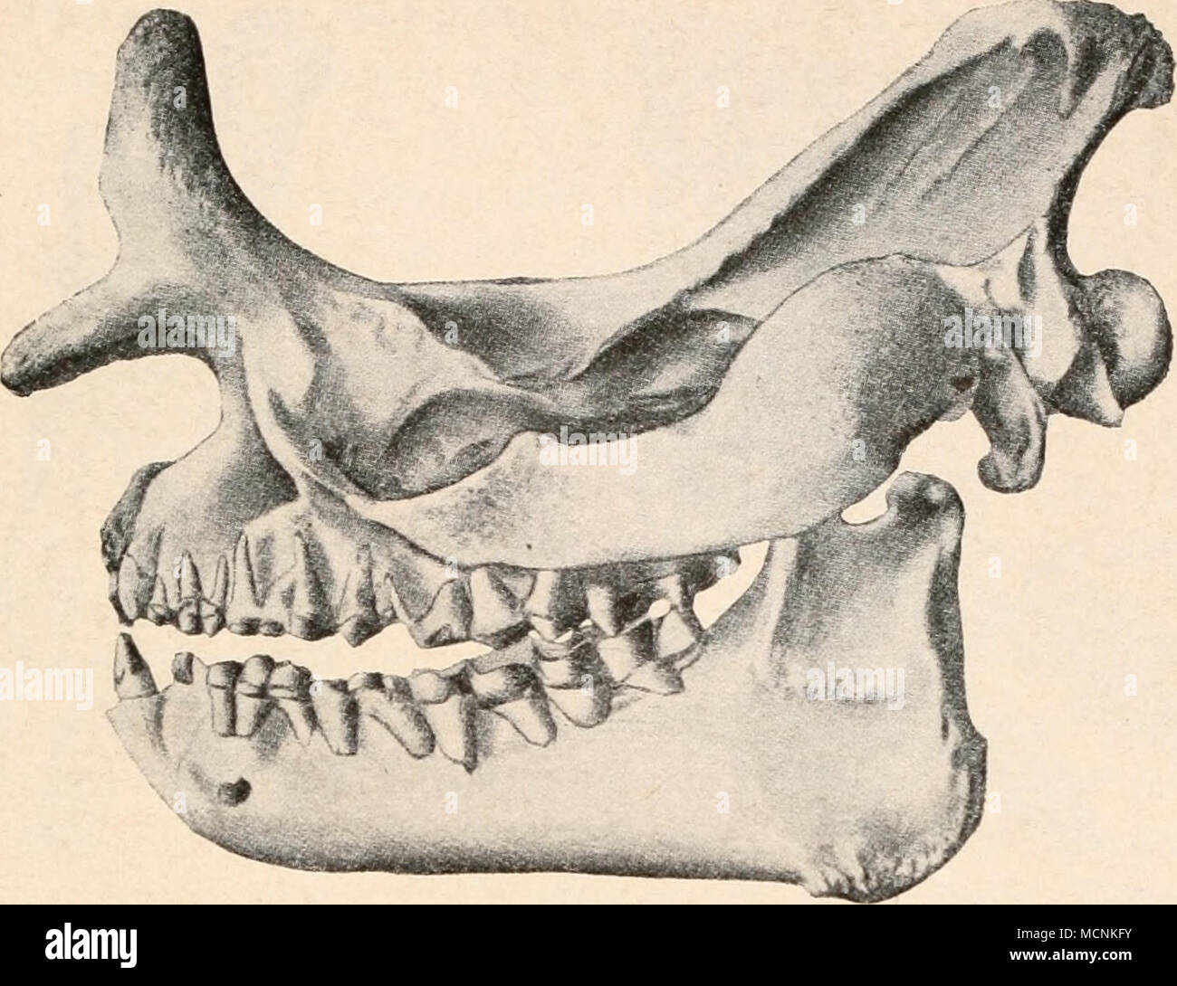 Megacerops hi-res stock photography and images - Alamy