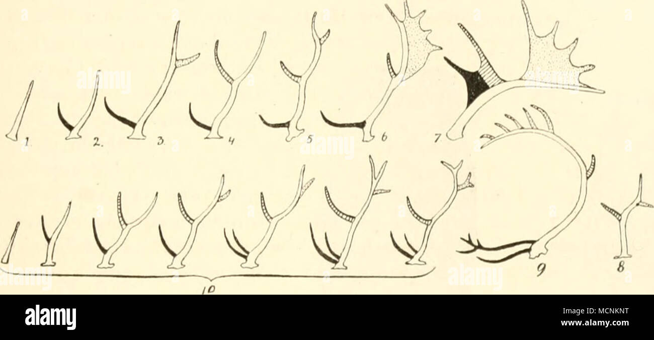 . Fig. 476. Gowoih von /. Coassus; 2. Fiirciter; 3. Axis; 4. Rusa hippelaphus; 5. Sika; 6. Dama; 7. Alces; &lt;S'. Capreolus; g. Rangifer; 10. Siebon Eiitwiokliingsstatlien von Cerviis elaphiis. In allen Fig. bfdcutct: weiß: Stange; schwarz: Aiigensproß und darüber der Eissproß bei Rangifer (g) und den drei letzten Stadien von C. elaphus (/o); gestrichelt: der Mittelsproß; punktiert: der Hintersproß. Zum Teil nach Rörig; 6, 7 und 9 nach der Auflassung von C. Hoffniann, der Drehung der Stange annimmt. Frontalia nacli hinten, so daß die i)arietale Zoiu; auf einen sclnnalen Streifen rednzieit wir Stock Photo