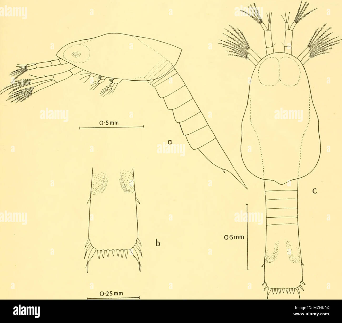 . Fig. 23. Nematoscelis megalops. a, second calyptopis, lateral view; b ...