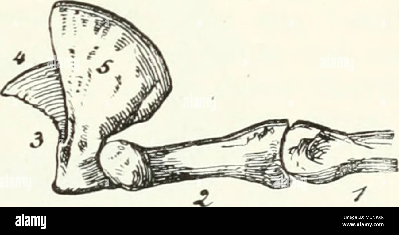 . Fig. 391. Sohlen fläche der Hand eines Haushundes, nach Ellenberger und Baum. &lt;7 Cari)al-, h Sohlen-, &lt;-, bis t-, Finger- ballen. Fig. 392. Erste, zweite und dritte Phalange vom 3. Finger des Löwen, 4 knöcherne Grundlage der Kralle, 5 Knochenlamellej welche die Krallen- Basis bedeckt. Während die Ursidae. Procyonidae und Mustelidae i)lantigra(l sind mit f) Fingern und 5 Zehen, mit einziger Ausnahme von Galeriscus Jacksoni Thms. mit nur 4 Fingern und 4 Zehen. l)esteht bei den Viverridae bereits die Tendenz. Mittelhand und Mittelfuß aufzurichten. Dementsprechend vei-- lieren diese teilwe Stock Photo