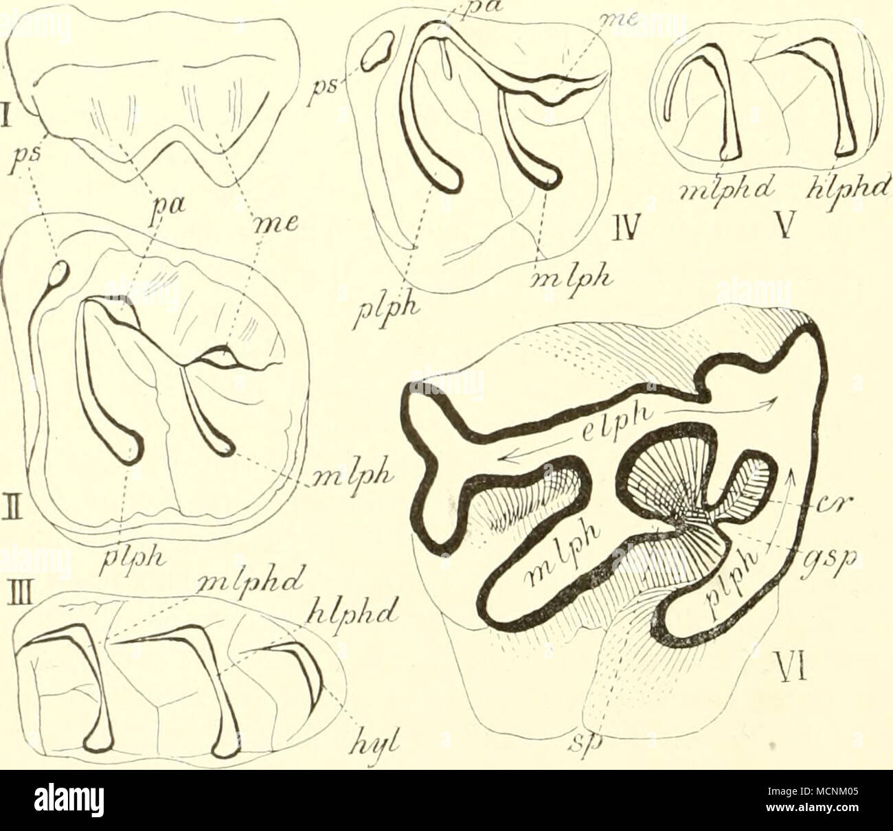 . Fig. 441. I und II oberer Molar von der Seite und derKau fläche, III