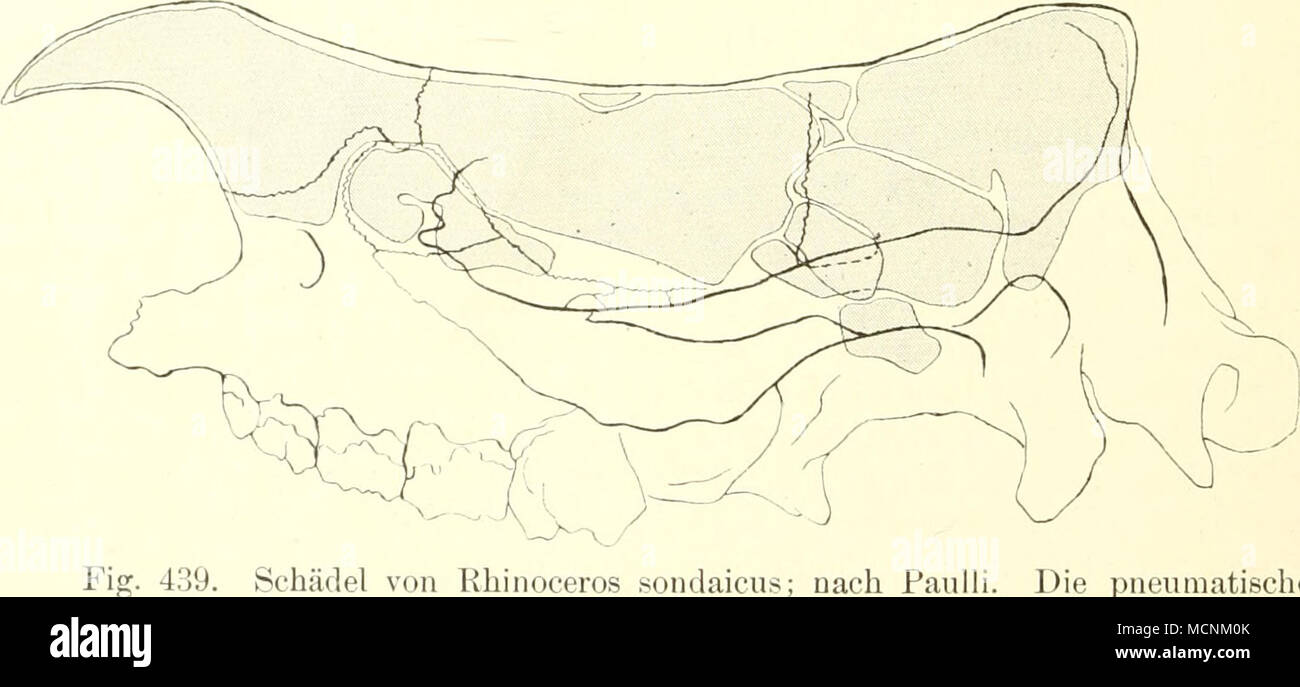 . Schädel von Khinoceros sondaicu.s; nach Paulli. Die pneumatischen Räume sind durch dunklen Ton angedeutet. Die kurzen, vorn und hinten gleichbreiten (iroßhirnhemisidiären lassen das Cerebellum unbedeckt, das unsymmetrisch gewiuiden ist. Eine deutliche Fossa Sylvii. welche die Insula Reib unbedeckt läßt, wird von 3 bis 4 Windungen bogig umzogen (Fig. 120, p. 126). Die dorsalste grenzt an die Fissura longitudinalis medialis und heißt daher die marginale (oder sagittalej. An sie grenzt ventralwärts die laterale oder, falls diese fehlt, sofort die suprasylvische, darauf die sylvische. geschieden Stock Photo