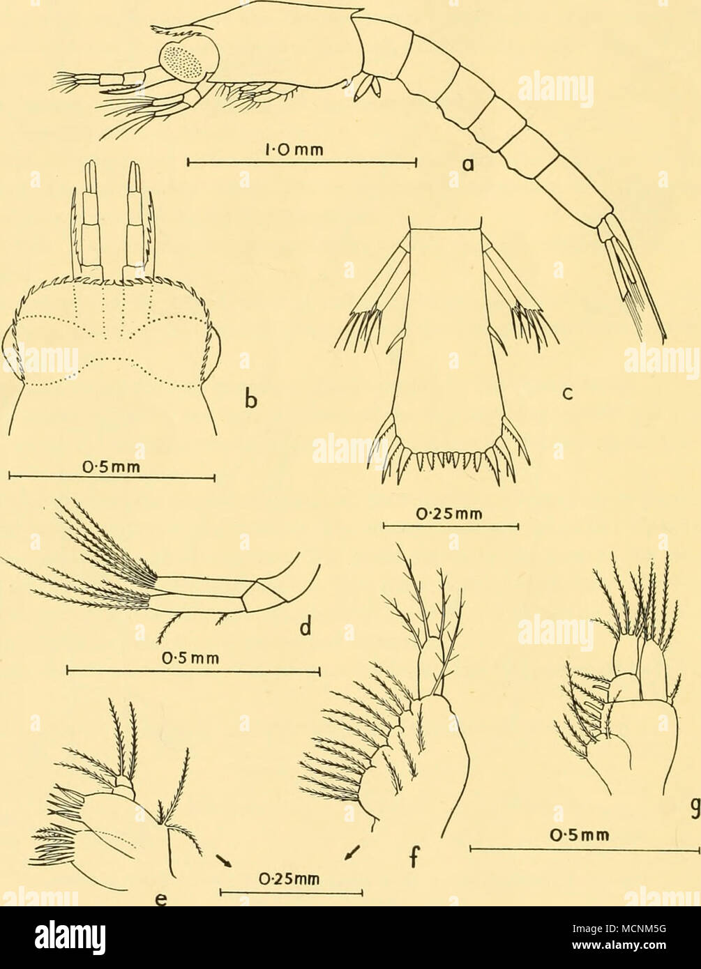 . F'g- I5- Euphausia lucens. a, first furcilia, lateral view; b, cephalothorax, dorsal view; c, telson and lateral uropods; d, second antenna; e, first maxilla; /, second maxilla; g, first cormopod. Second furcilia. Three specimens were found (Fig. 160, b). The average length was 3-5 mm. The anterior margin of the carapace has narrowed to a finely serrated frontal plate. The posterior margin is no longer produced as a dorsal spine, but the inferior margin retains its denticle. The rather small eyes project considerably beyond the margins of the frontal plate. The first and second antennae are  Stock Photo