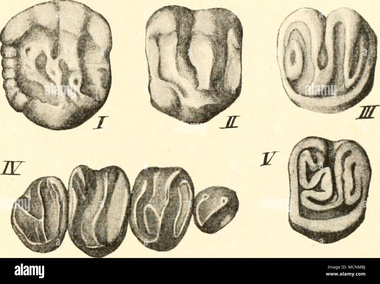 . Eine andere Auffassung vertritt Forsytli Major. Auch er erblickt im hypselodonten Zahn ein bei verschiedenen (irui)|)en wiederholt ein- getretene Transformierung des brachydonten Zahnes. Letzteren leitet er aber von einem polylninodonten ab. somit von einei&quot; Zahnform wie sie uns von fossilen Multituberculata bekannt ist. Weitere Si)ezialisierung solcher polylinner Zähne hatte statt durch ülierwicgende p]ntWickelung von zwei oder drei Tuberkeln im Oberkiefer an . bei Hydrocherus, äußerst eng sein können. Bei zahlreichen Nagern setzt sich von der Basis der Nagezähne aus die Vtehaarte Haut Stock Photo