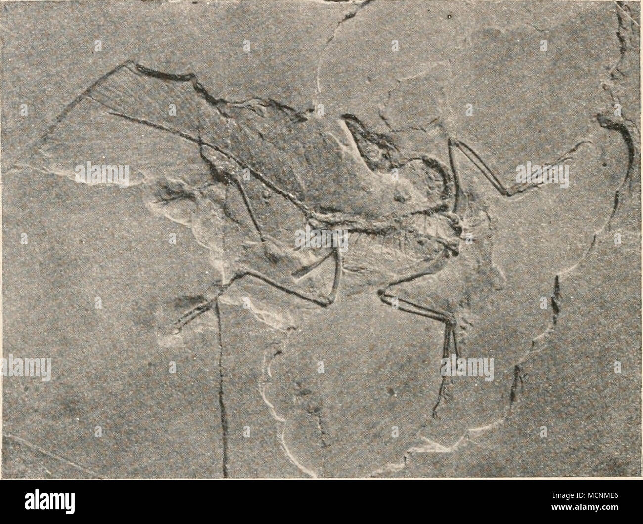 . Fig. 537. Archaeopteryx Siemensii, Dames, aus dem lithographischen Schiefer von Eichstätt in Bayern. % nat. Gr. (Phot. F. Hafferl.) daß Archaeopteryx ein schlechter Flieger gewesen sein muß (O.Abel, 1911 und 1912). Der Unterschenkel war zweiseitig befiedert, ebenso der lange, 20—21 Wirbel umfassende Schwanz. Dieser dürfte kaum so biegsam gewesen sein, wie in der letzten Zeit vielfach angenommen wurde, da Spuren von Schwanzsehnen erhalten sind, die wahrscheinlich eine Versteifung des Schwanzes ähnlich wie bei den Rhamphorhynchoidea bewirkten. Wahrscheinlich vermochte Archaeopteryx mit Hilfe s Stock Photo