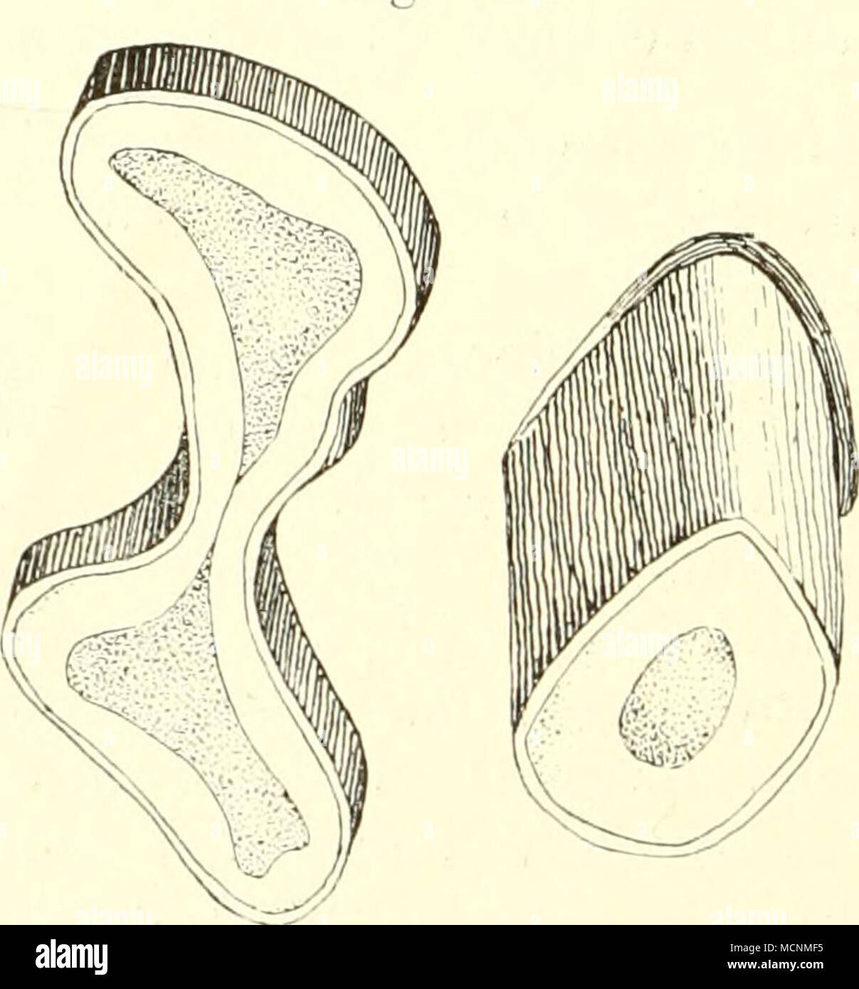 . Fig. '.'Ad. Hyperleptus gefähr '/^ nat. Gr. Fig. .350. jMylodoii ^. fläche dem Beschauer zugekehrt, nach Burmeister, nat. Gr. garzonianus, nach Ameghino; un- aciiis. Unterkieferzähue, die Kau- sammenhängt. Diese schieden sich an, der Wui-zel w +Sceli(lotherium (s. u.) zusammenhängend von solchen alten (ii'avigrada ab. In Anjjassung an die ausschließliche Insektennahrung verkümmerten die Zähne unter enormer Verlängerung der Kiefer, die gepaart ging mit er- längerung der Zunge und Ausdehnung des knöchernen Gaumens nach hinten. Auch dieser Erwerb, der liei Cyclotarus nur erst im Anfang der Aus Stock Photo