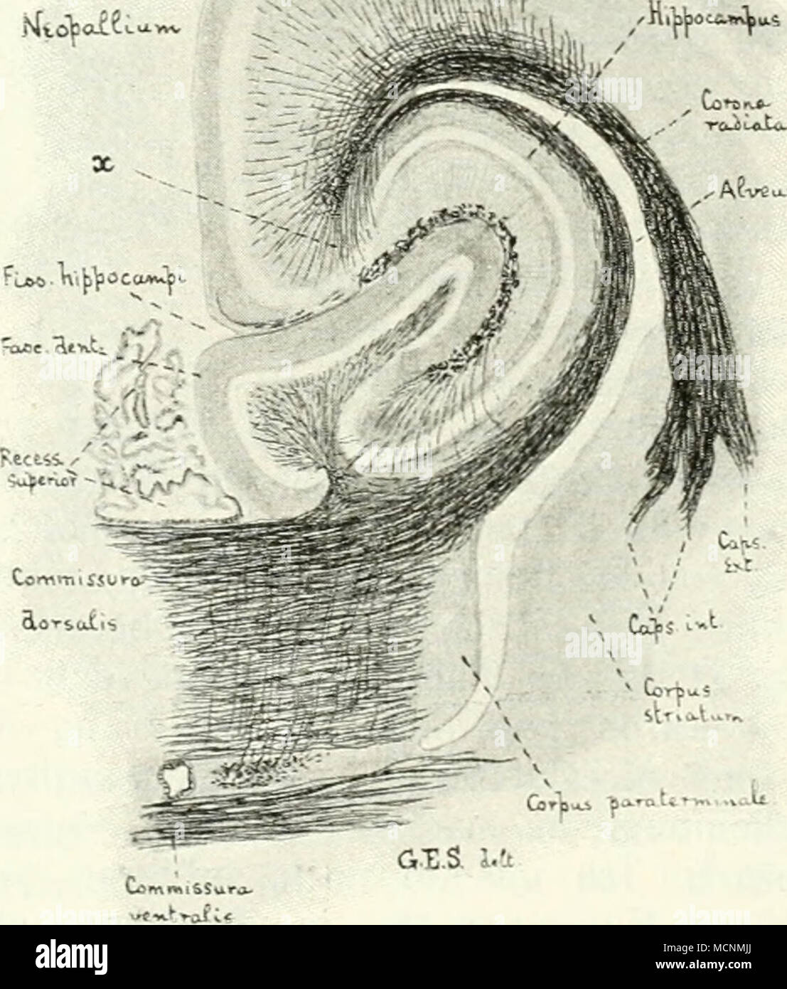 oti». U GX.S. lA auseinander weichen. l^ei Didelphyidae und Dasyuridae