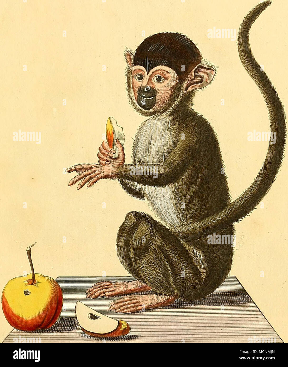 Iiiiiiiiiiioiiiiijliiiiiiiiiife Iiiiiini Buiiiiiiii Simia Fciii Rea Liii Ii O K Lt 7rc I A L H Ltyr Ffciassl S Stock Photo Alamy