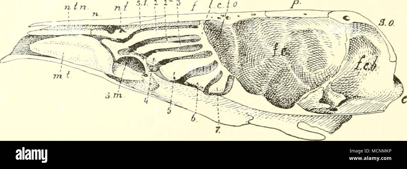 . Fig. 317. c CVjndyhis; / Frontale;