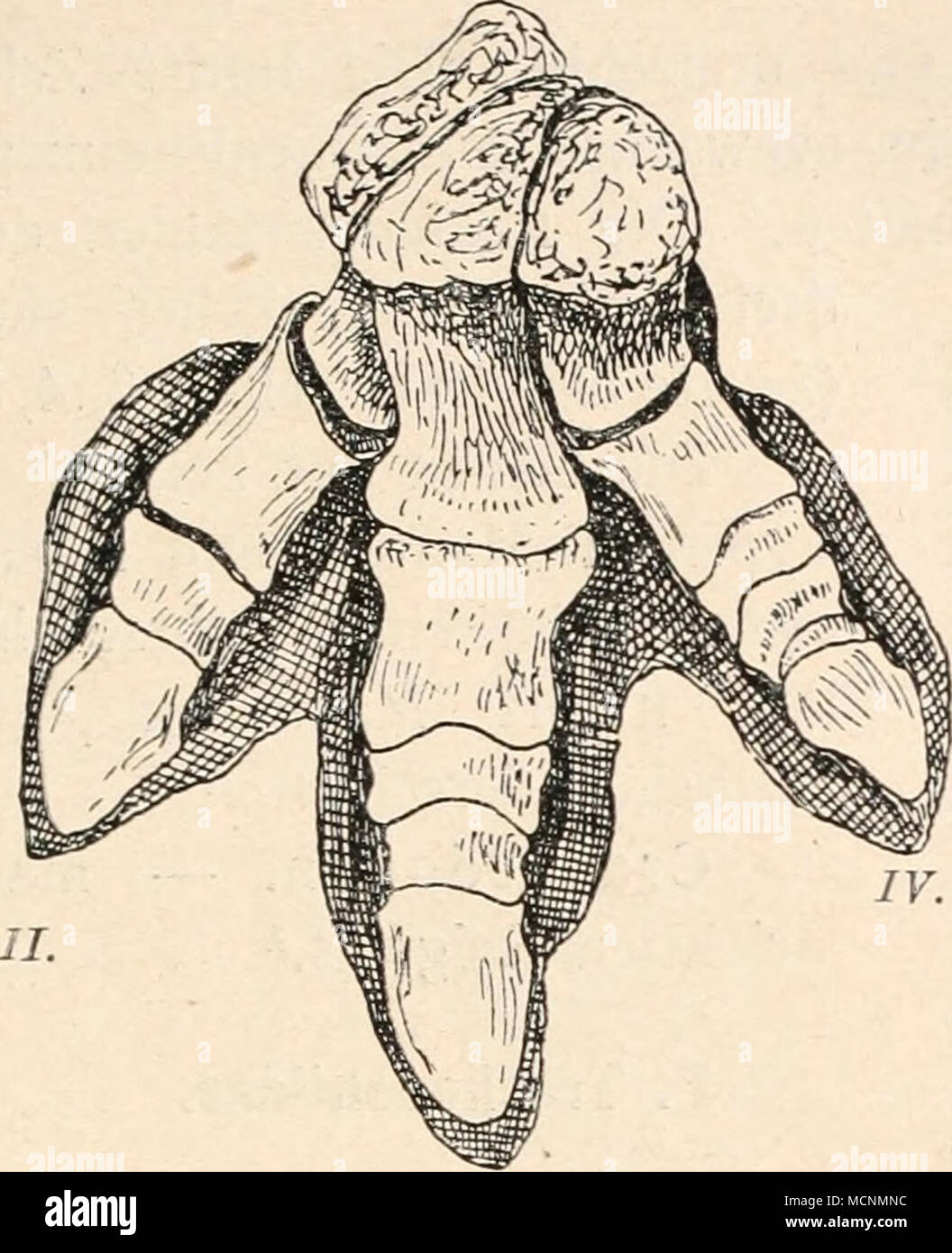 . ///. Fig. 497. Unterschenkel lind Mittelfuß von Jguanodon bernissartensis, Boulenger. Stark verkleinert. (Nach L. Dollo.) Oben: Unterschenkel und obere Tarsal- knochen von vorne; unten links: Mittelfuß und untere Tarsalknochen von vorne; unten rechts: dieselben, von außen gesehen. T. = Tibia. F. = Fibula. As. = Astragalus. Ca. = Calcaneus. f2 + 2, t3, ^+5 = distale Tarsalknochen. mt-u mt2, mf3, m/4 = tarsalknochen Fig. 496. Fährte von Iguanodon mit hinein- gestelltem Fußskelett von Iguanodon Mantelli. IL, III., IV. = zweite bis vierte Zehe. (Nach L. Dollo.) Stock Photo