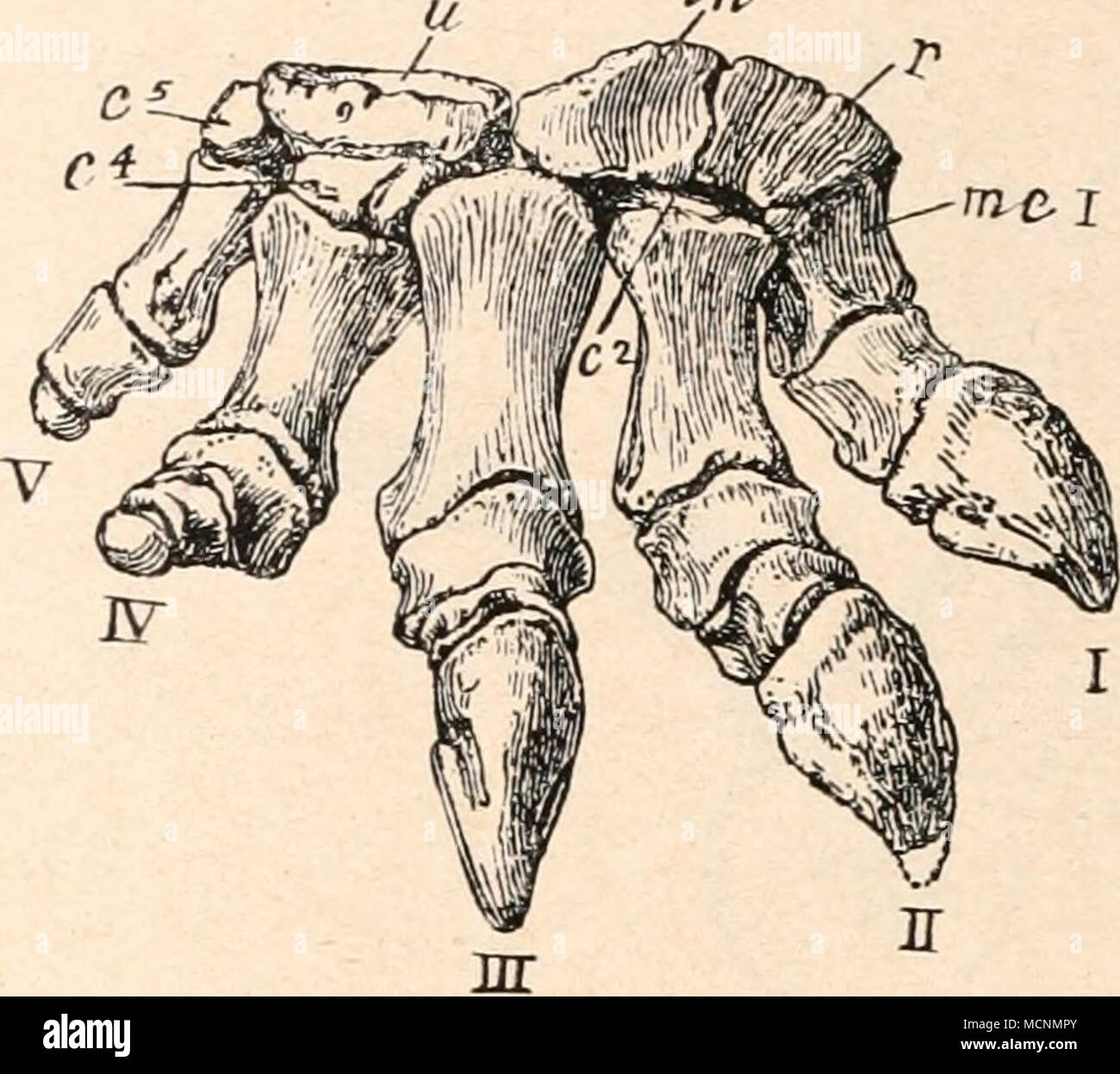 . Fig. 488. Rechter Vorderfuß von Camptosaurus dispar Marsh aus dem obersten Jura von Wyoming, 1/i nat. Gr. (Nach Ch. W. Gilmore.) c2 = Carpale II. c] = Carpale IV. = Carpale V. = Intermedium. = Radiale. = Ulnare. = Metacarpale I. I—V = I.—V. Finger. Die Ungualphalange des Daumens ist ergänzt. c5 in r n mc I Stock Photo
