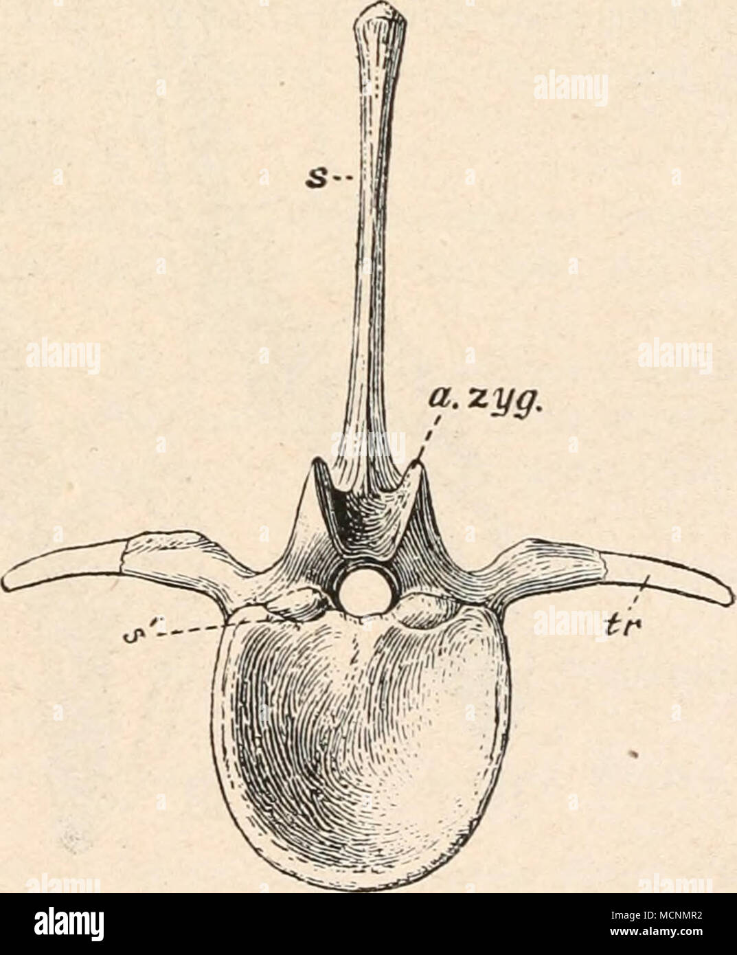 . Fig. 487 B. Zweiter Kaudalwirbel von Camptosaurus Browni Gilmore aus dem obersten Jura von Wyoming, 1/i nat. Gr. (Nach Ch. W. Gilmore.) 1. Ansicht von rechts, 2. Ansicht von vorne. a. zyg. = Praezygapophyse. s' = Sutura centro-neuralis. p. zyg. = Postzygapophyse. cf = Facette f. d. Haemapophyse. tr = Processus transversus. p = minutialer Fortsatz. Stock Photo