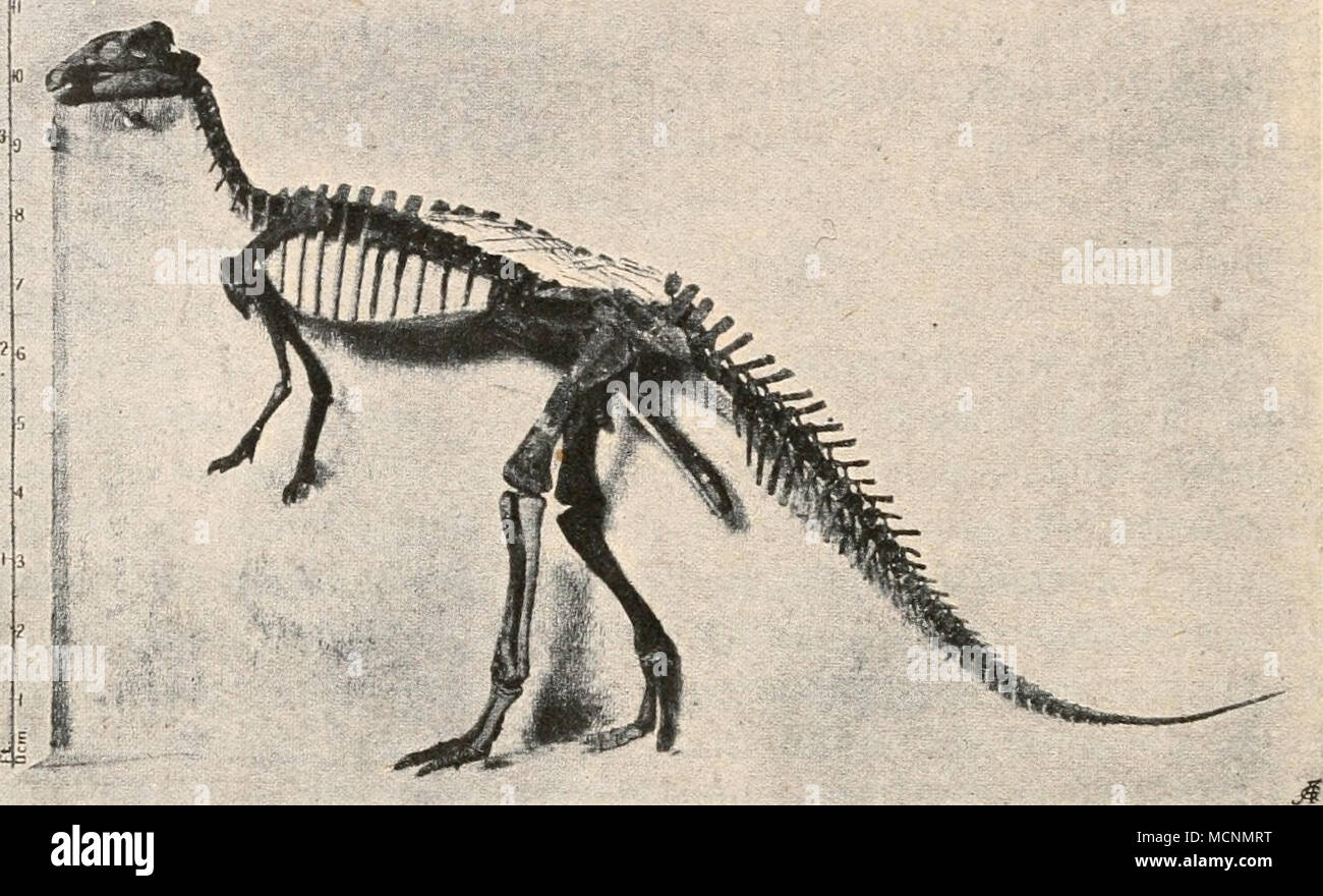 . Fig. 483. Rekonstruiertes Skelett von Camptosaurus nanus, Marsh, aus dem obersten Jura von Wyoming. Größe aus dem nebenstehenden Maßstab ersichtlich. (Nach W. D.Matthew.) An der Seite mehrerer Rückenwirbel sind die verknöcherten Sehnen erhalten. zontaler Richtung hinein, so daß der obere Vorderteil der Orbita ab- getrennt erscheint. Die Hand zeigt im Verhalten der beiden ulnaren, rudimentären Finger zu den drei bekrallten vorderen Fingern (1., 2., 3.) auffallende Anklänge an den Handbau der Coelurosaurier (z. B. von Plateo- saurus oder Gresslyosaurus), was darauf hindeutet, daß schon unter d Stock Photo