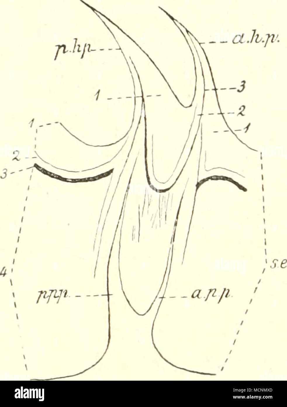 . Fig. 268. Longitudinaler Vertikalsehnitt durch eine Papilla coronata