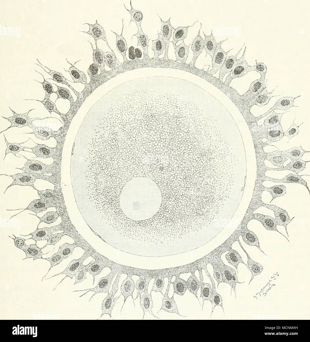 Kris va Sheva ortasidagi jinsiy aloqa