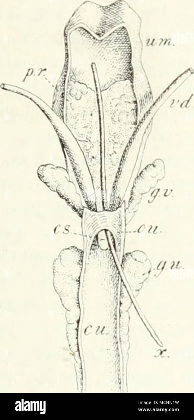 . Fig. 213. Uterus uiascu- linus [um) vom erwachs. Kaninchen von der Veutralseite nach Ent- fernung der Blase, nach V. von Mihalkovics. vci Yas deferens; CS ColHculus seniinalis; cu Canalis urogenitalis; gn Glandula ure- thralis;  ^7' Glandula vesicularis; ou sog. Ös uteri, durch welches die Sonde x in den Uterus masc. eingeführt ist; //- Prostata. Stock Photo