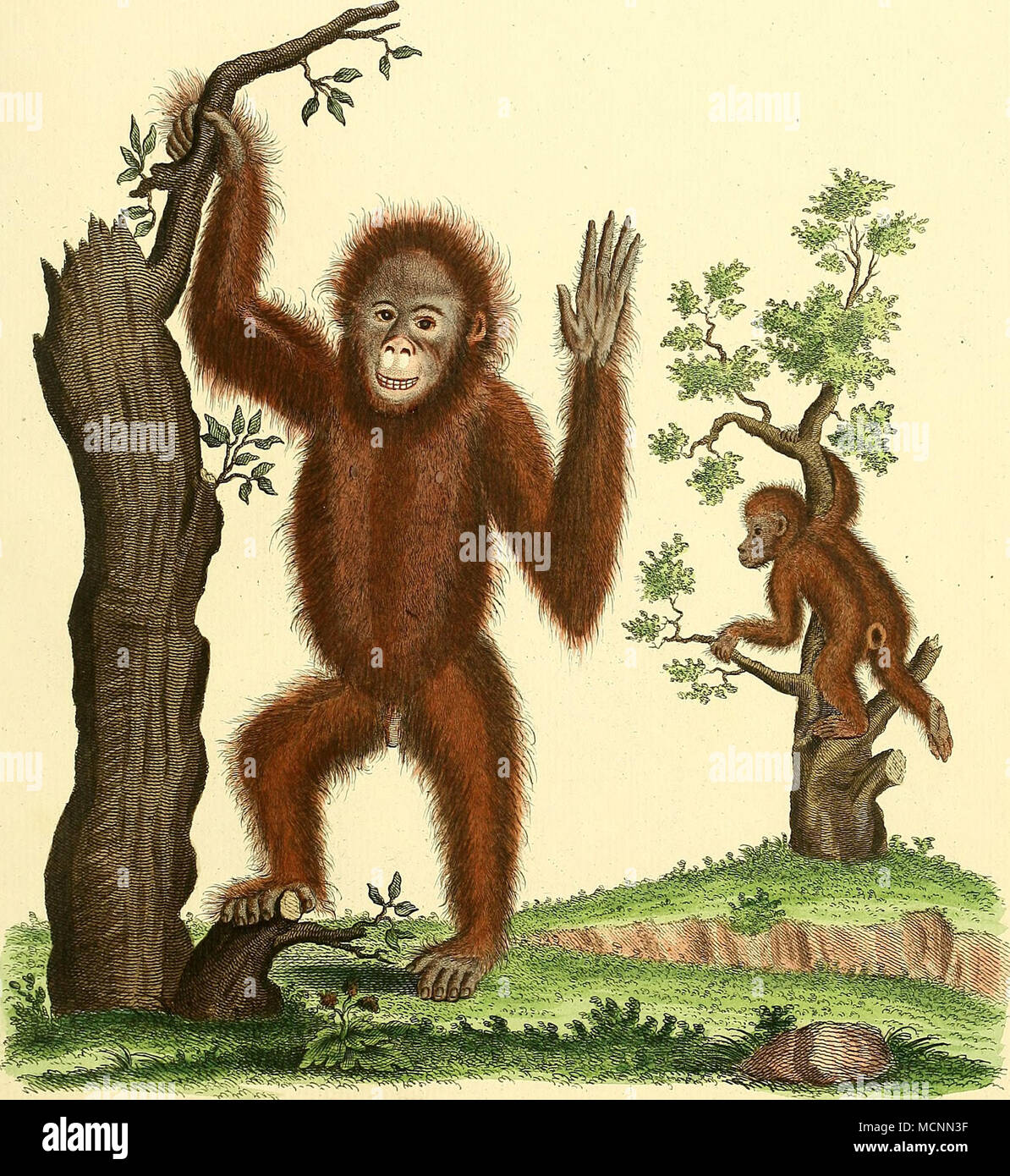 Рассказ приключения обезьяны