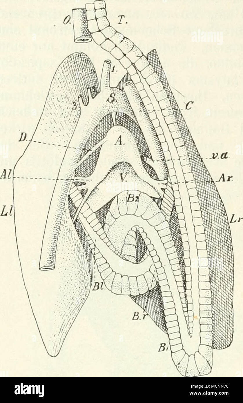 . Marsupialia; in spiraliger Anord nung bei Cetacea und Sirenia. Im
